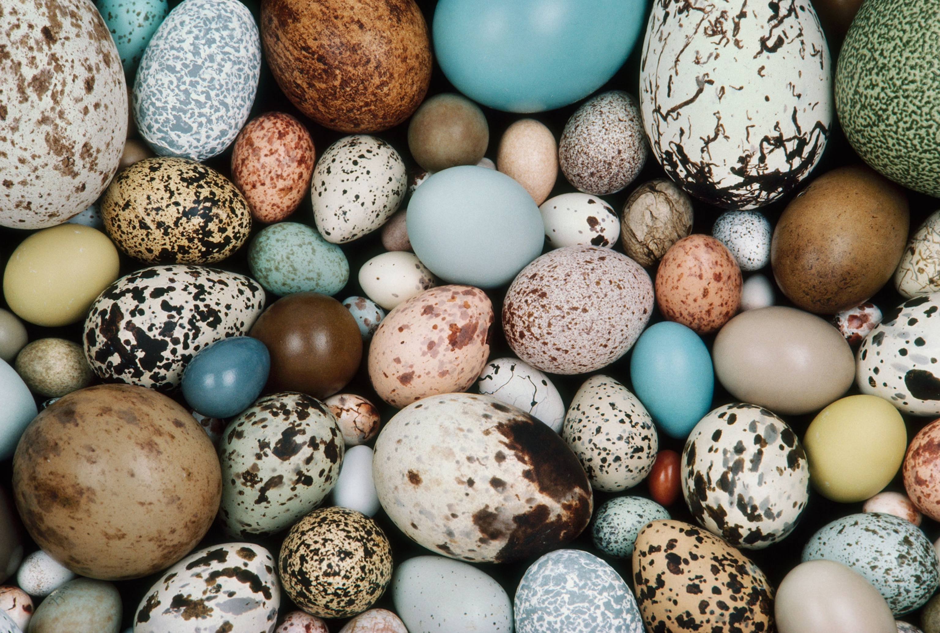 various birds eggs