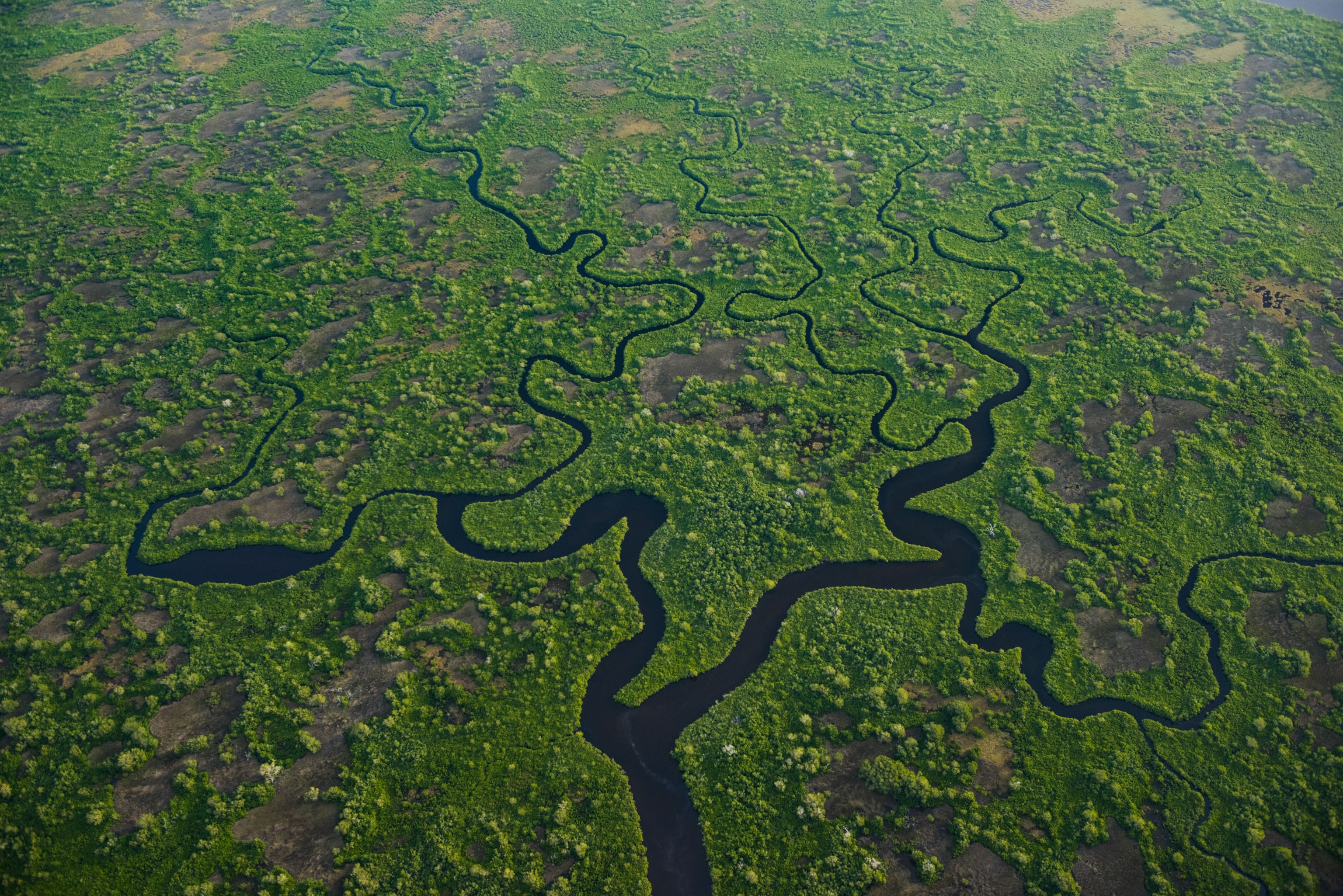 the Everglades in Florida