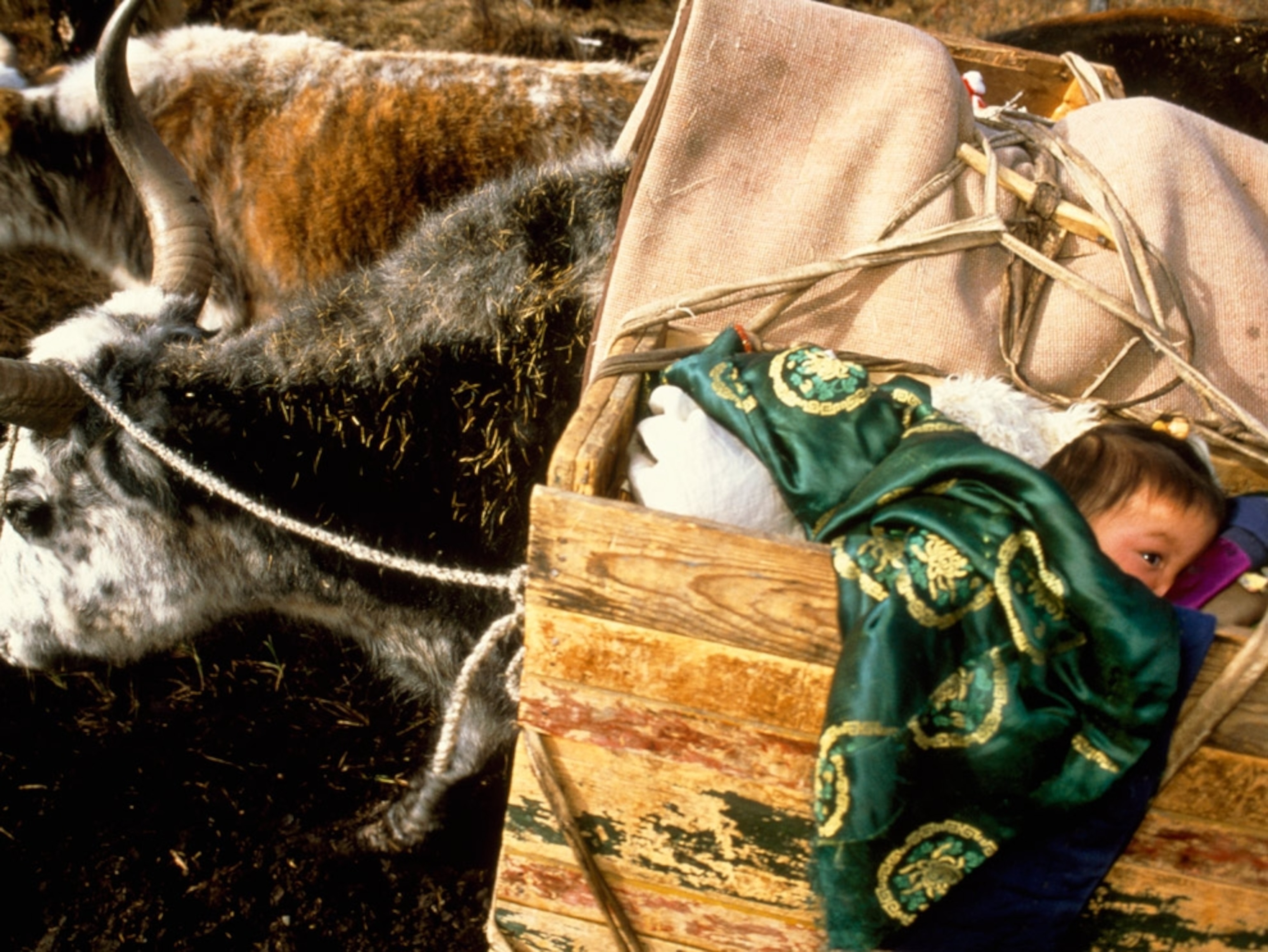 A baby in a cart pulled by an ox