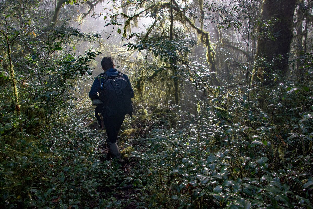 In Mexico's vibrant forests, locals adapt to a year without tourists - Vimarsana News