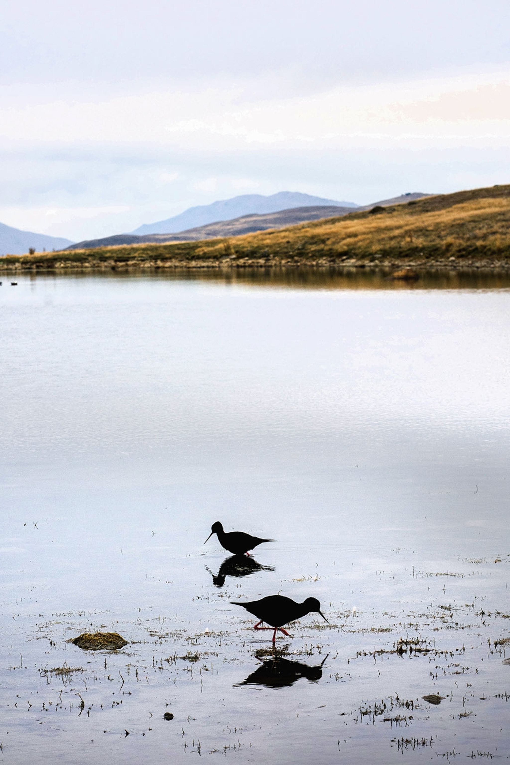 Two small birds in a river basin with long, stilt-like legs and a pointy beak.