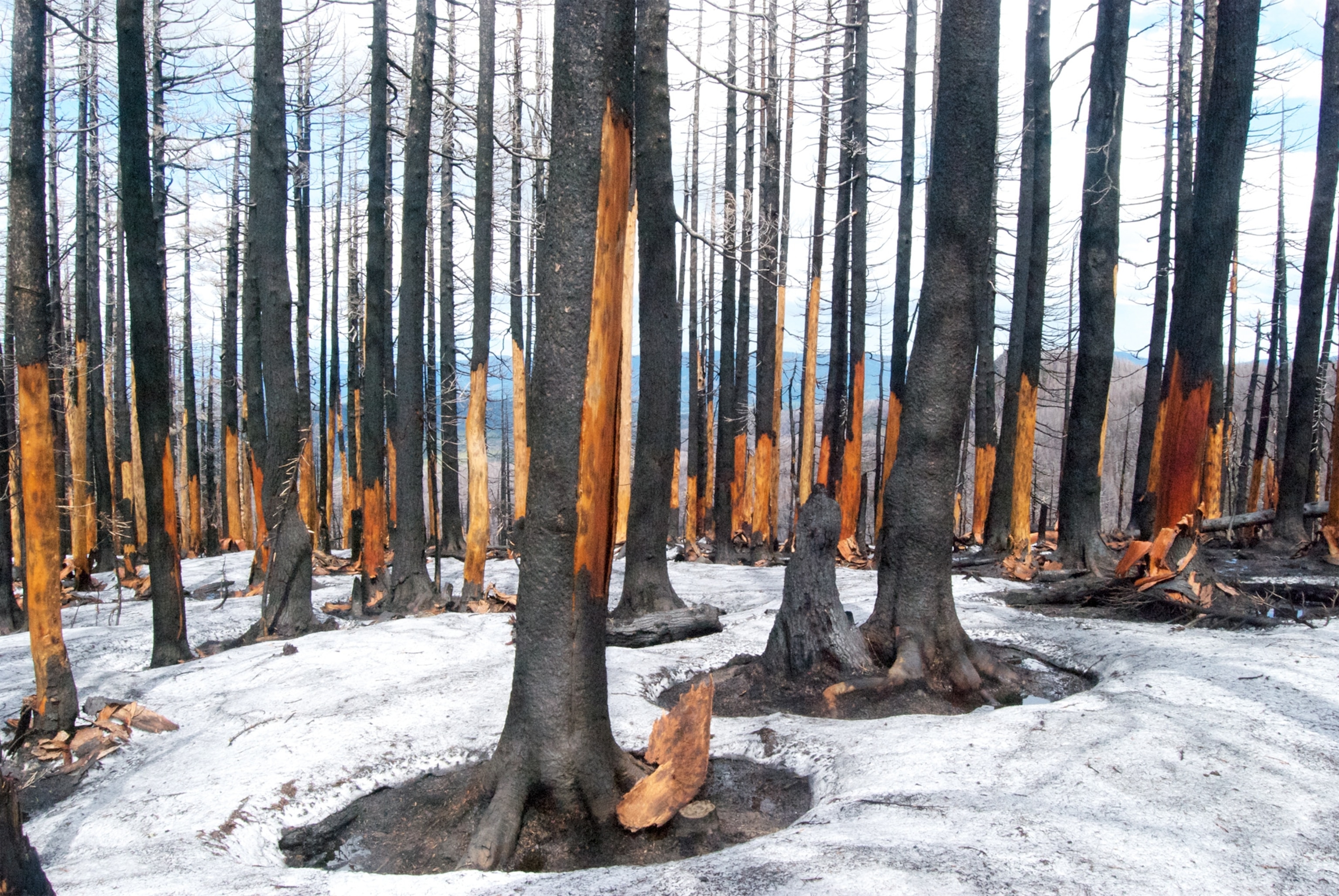 Burned trees picture: for best pictures of the month gallery