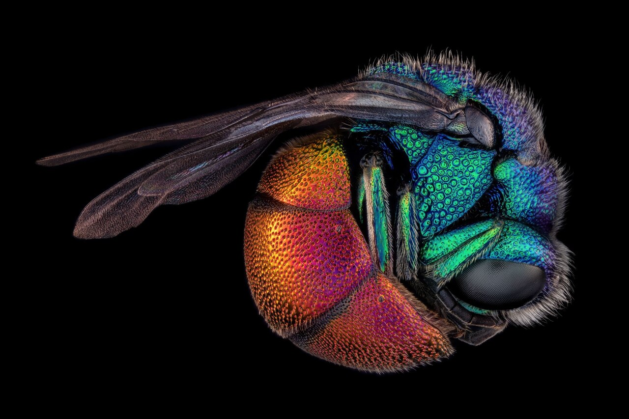 Cuckoowasp.jpg?w=1280&h=853