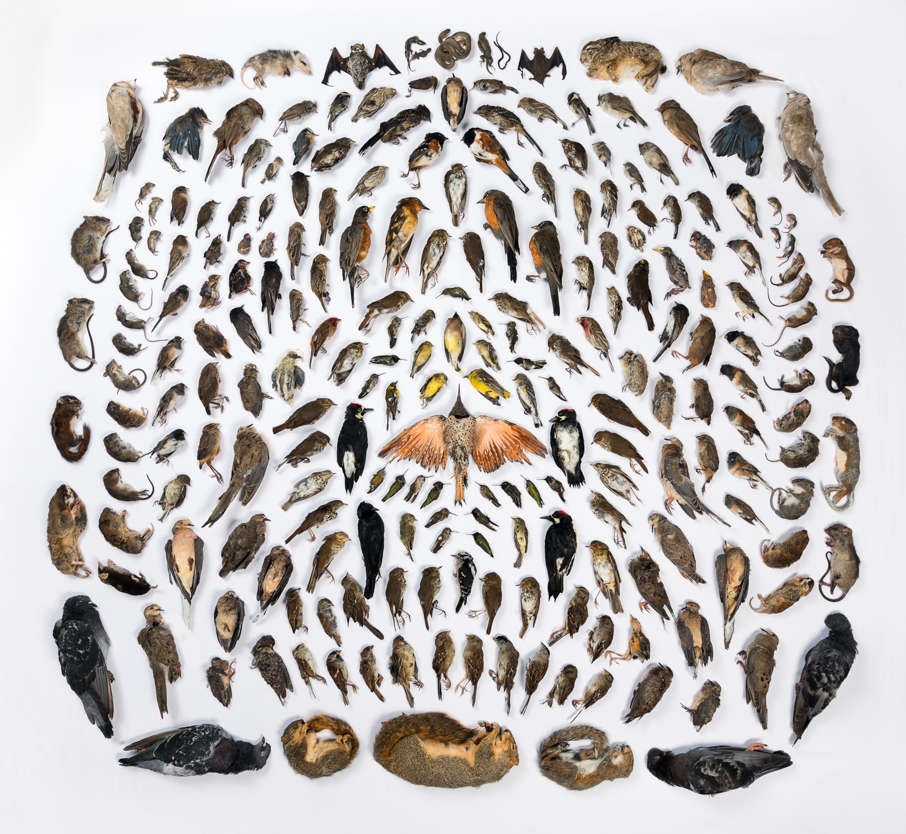 a grouping of preserved birds on a white background