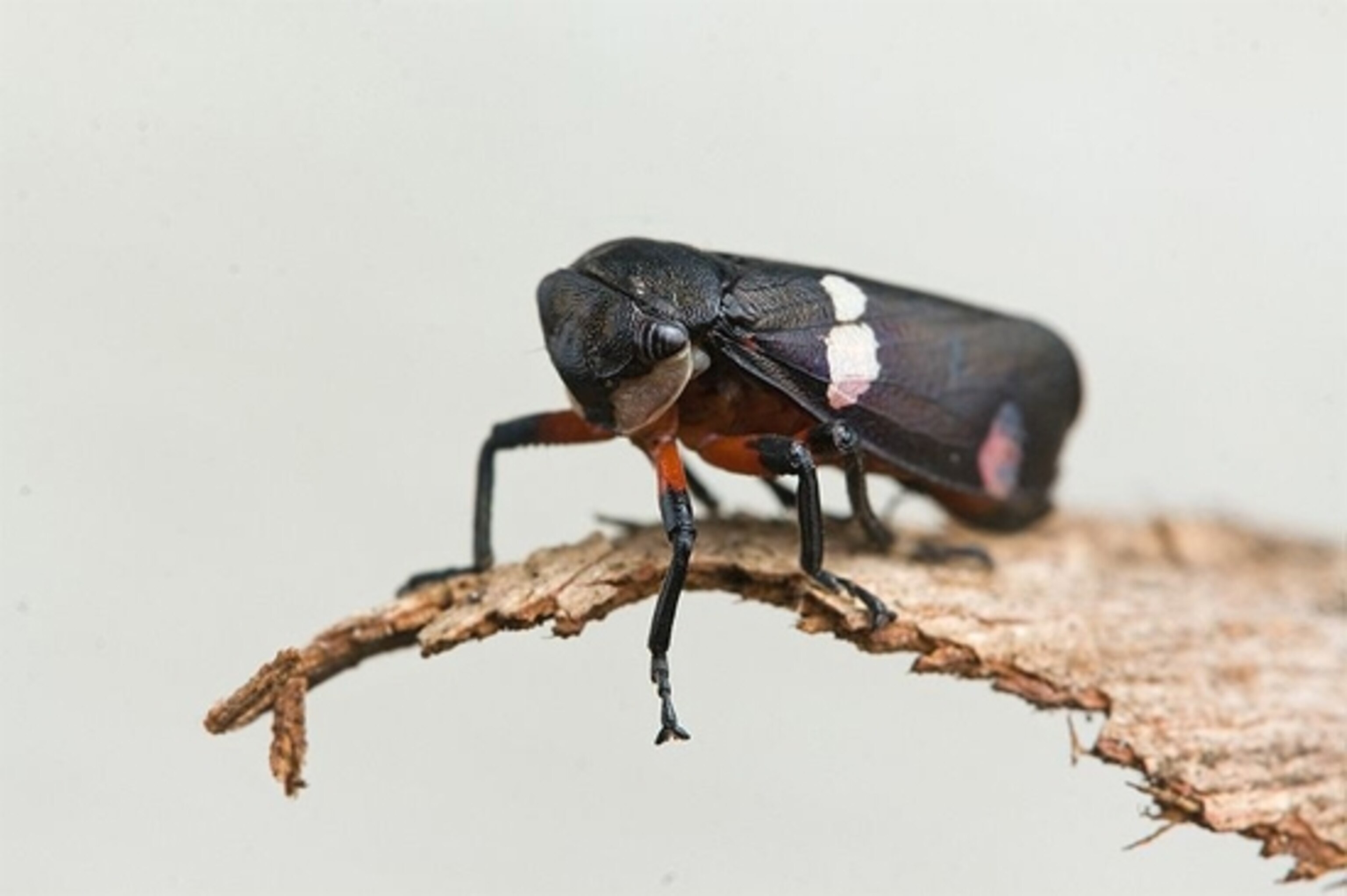 Eurymela distincta, Meehan Range, Tasmania, Australia. By JJ Harrison (jjharrison89@facebook.com)
