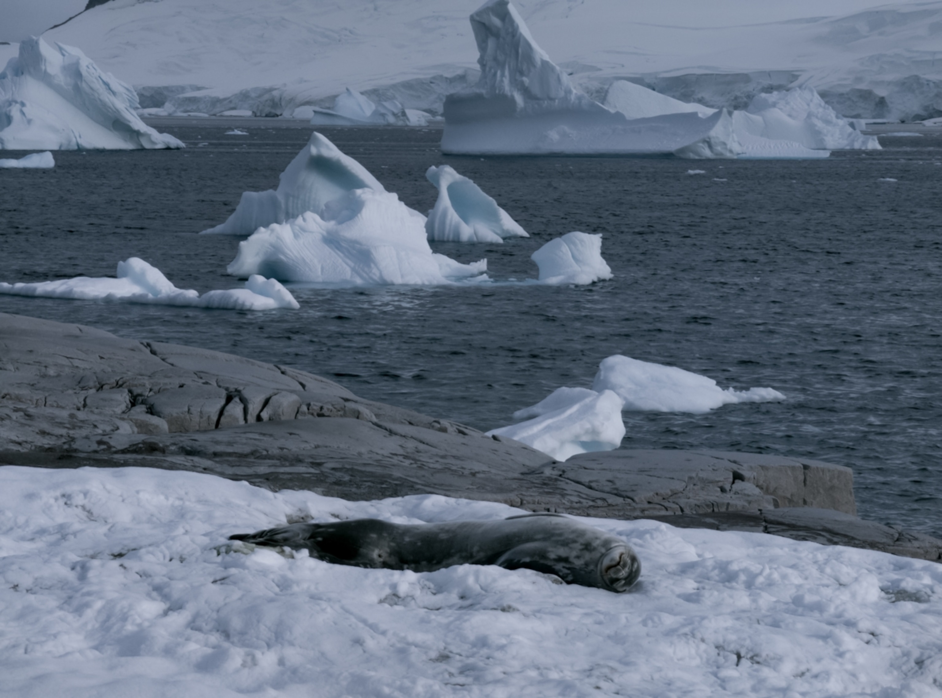 a leopard seal in Antarctica