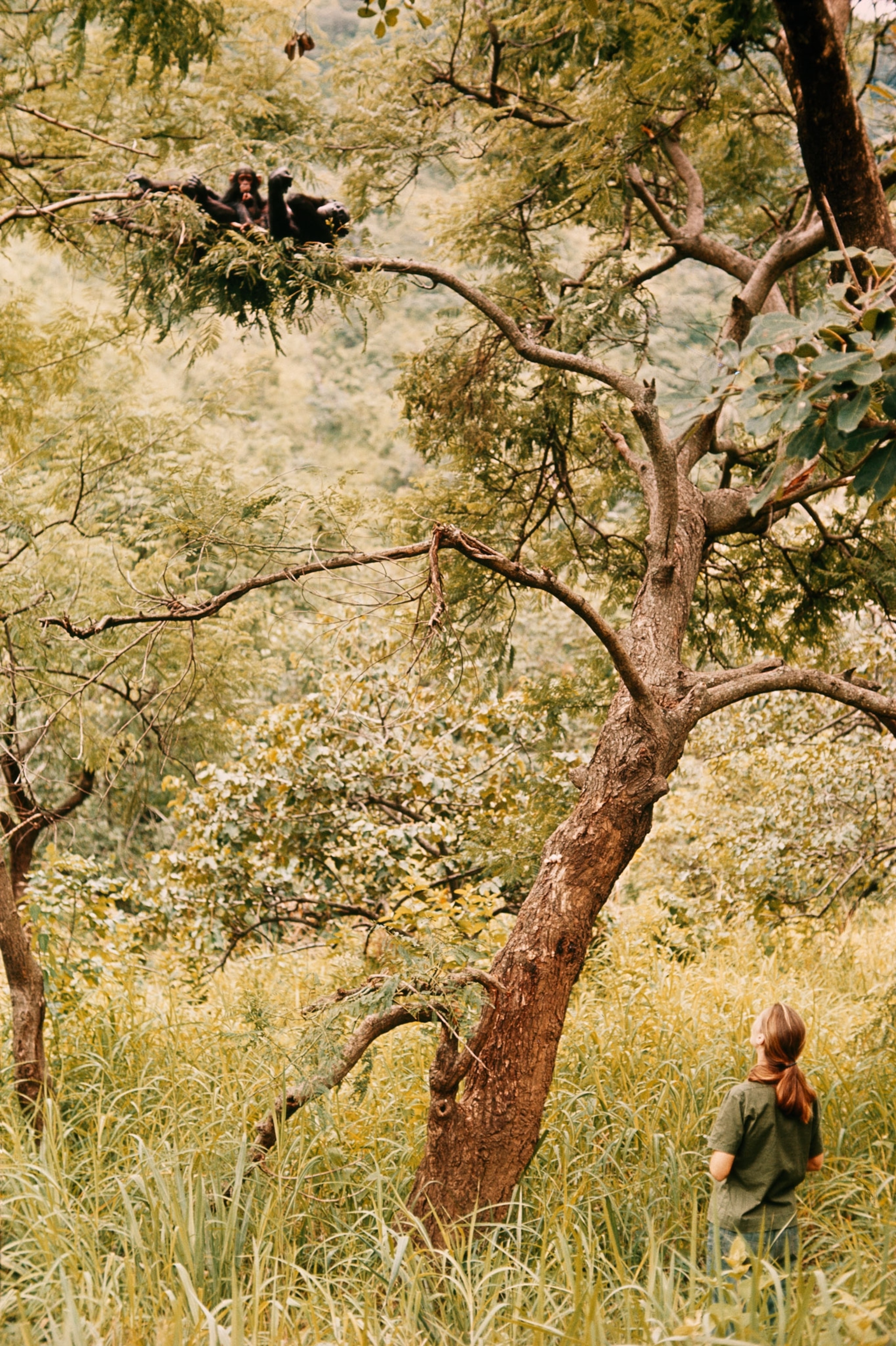 Observing chimps