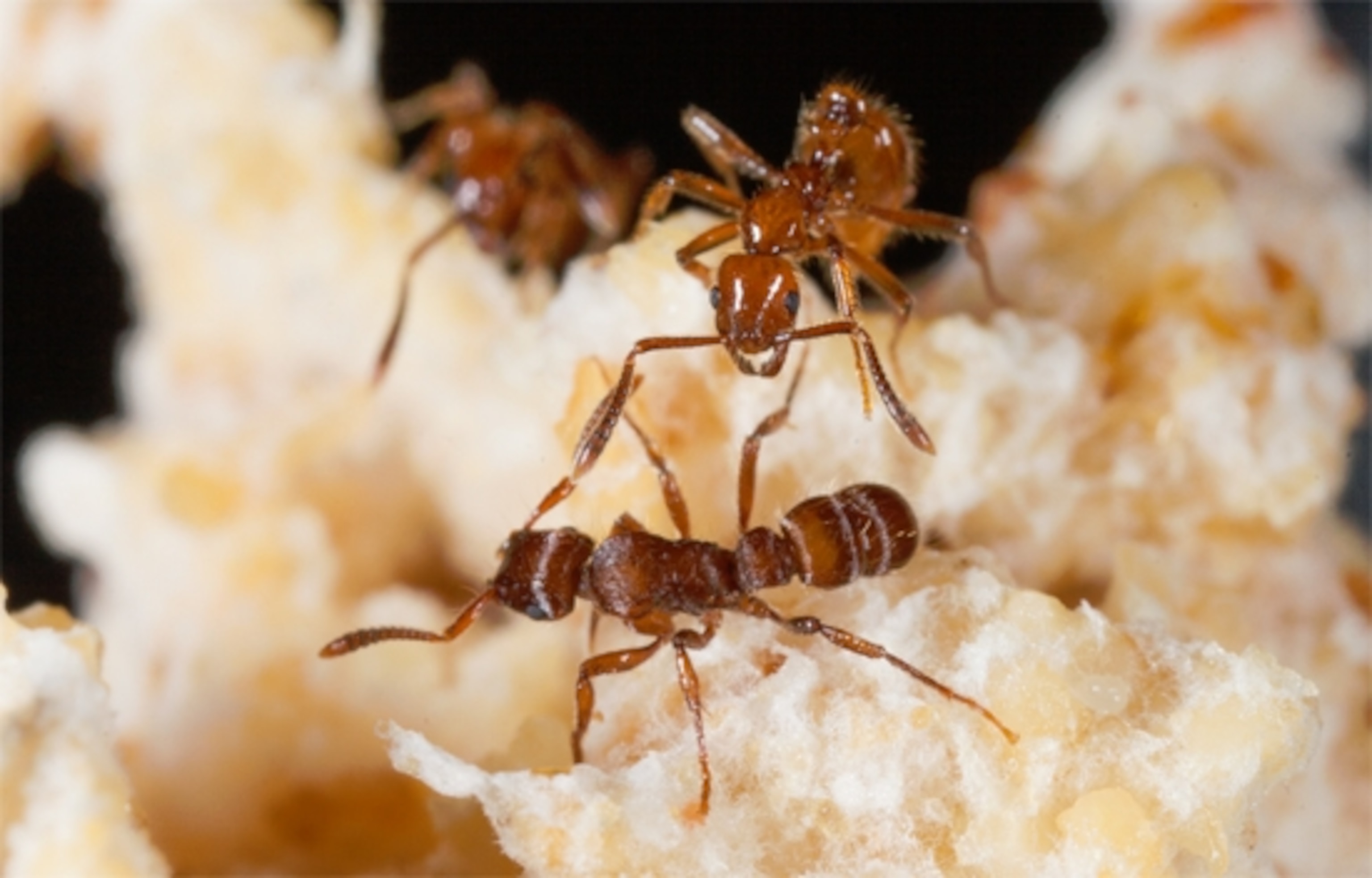 Megalomyrmex mercenary (top right) defends a fungus garden from a Gnamptogenys raider (bottom). Credit: Rachelle Adams