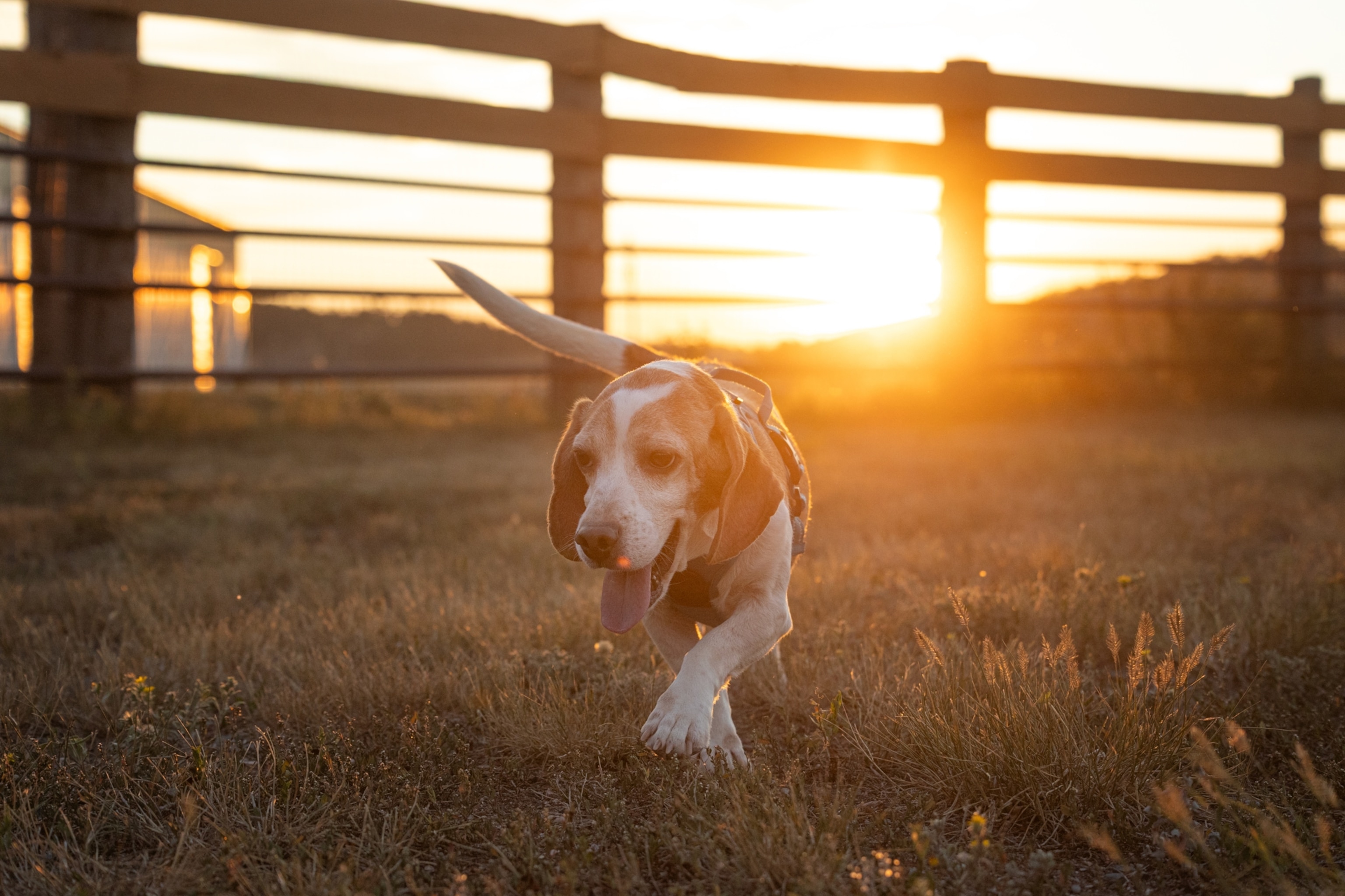 A beagle running in the grass at Kindness Ranch Animal Sanctuary