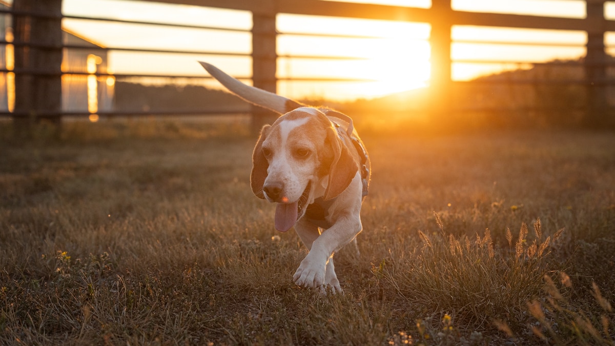 Would you adopt a lab animal?