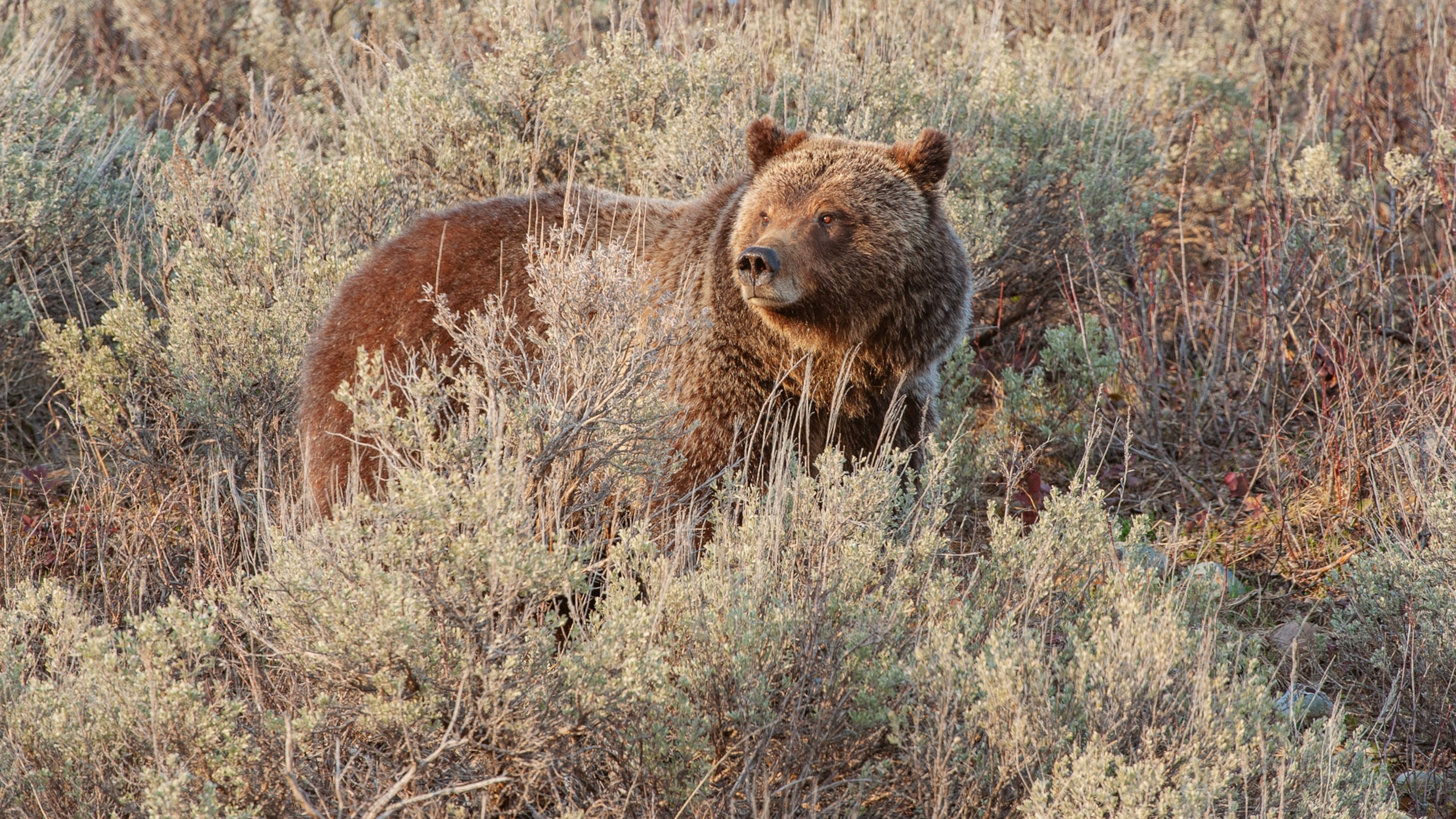 Famous Yellowstone bear Grizzly 399 killed by vehicle in Wyoming