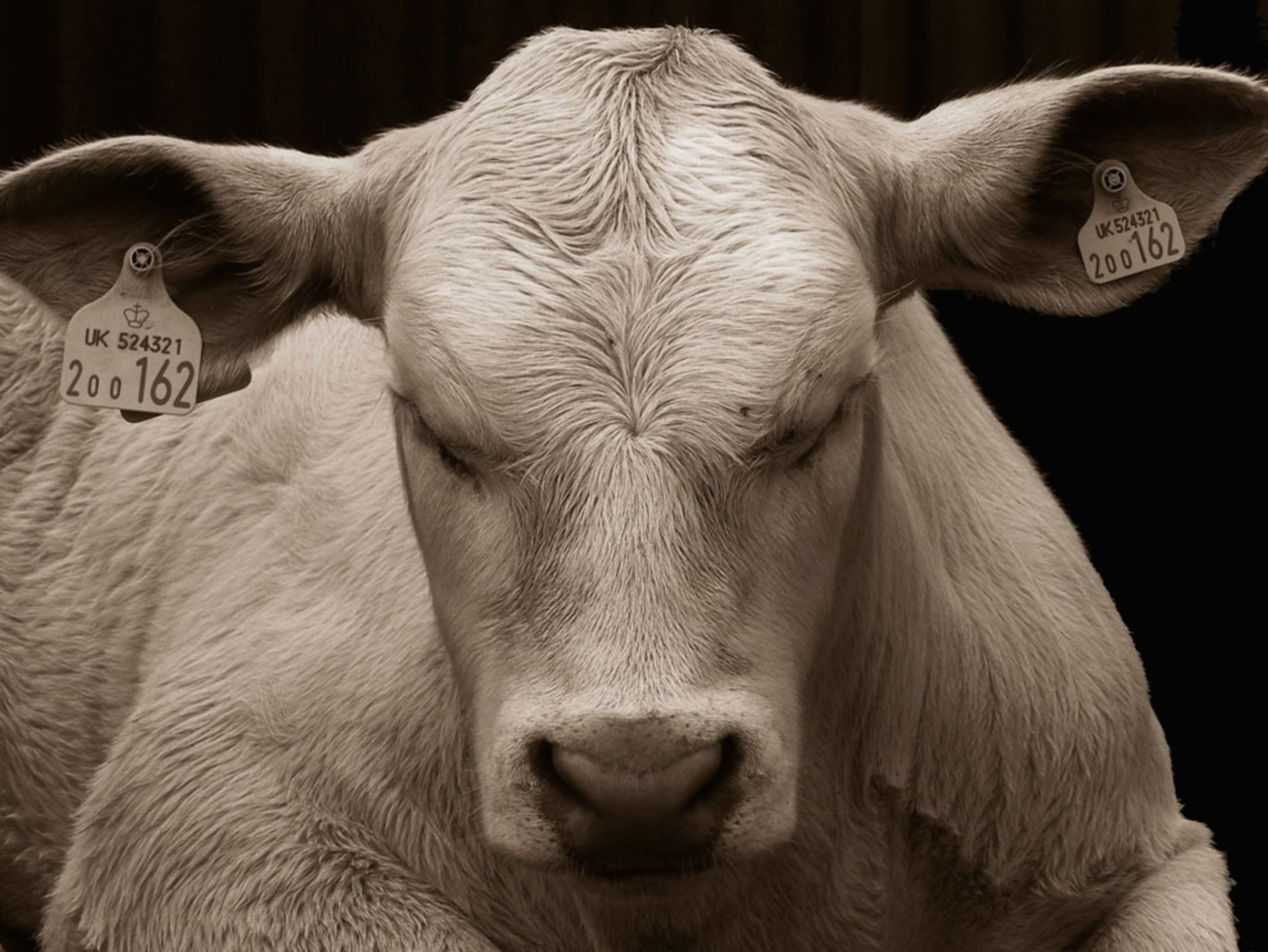 White cow