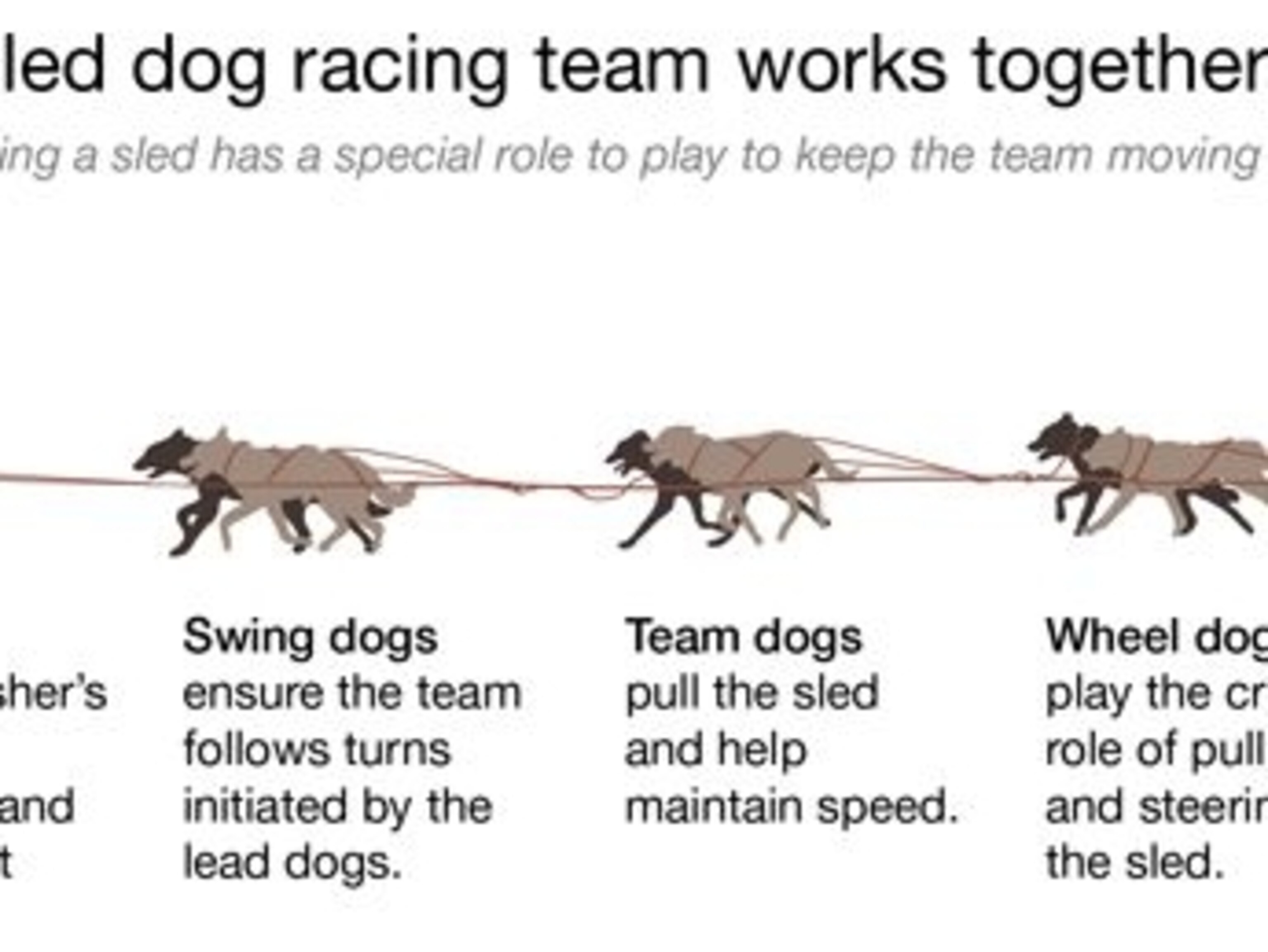 What Makes A Great Sled Dog Breed Ambition Tough Feet