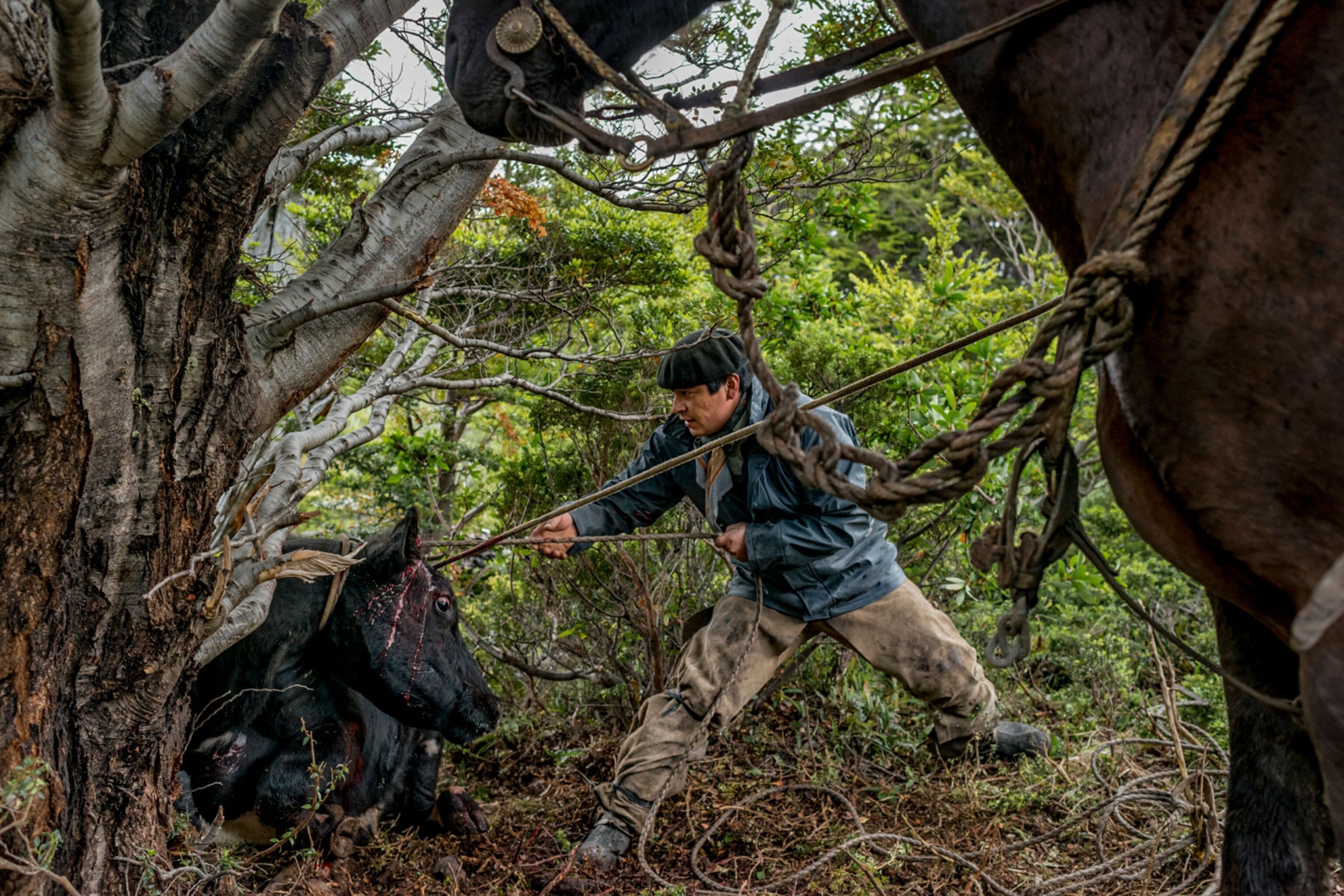 Jorge Vidal ties a cow they catch a couple of days earlier. Sutherland, Peninsula Antonio Varas, Chilean Patagonia. January 13, 2014.