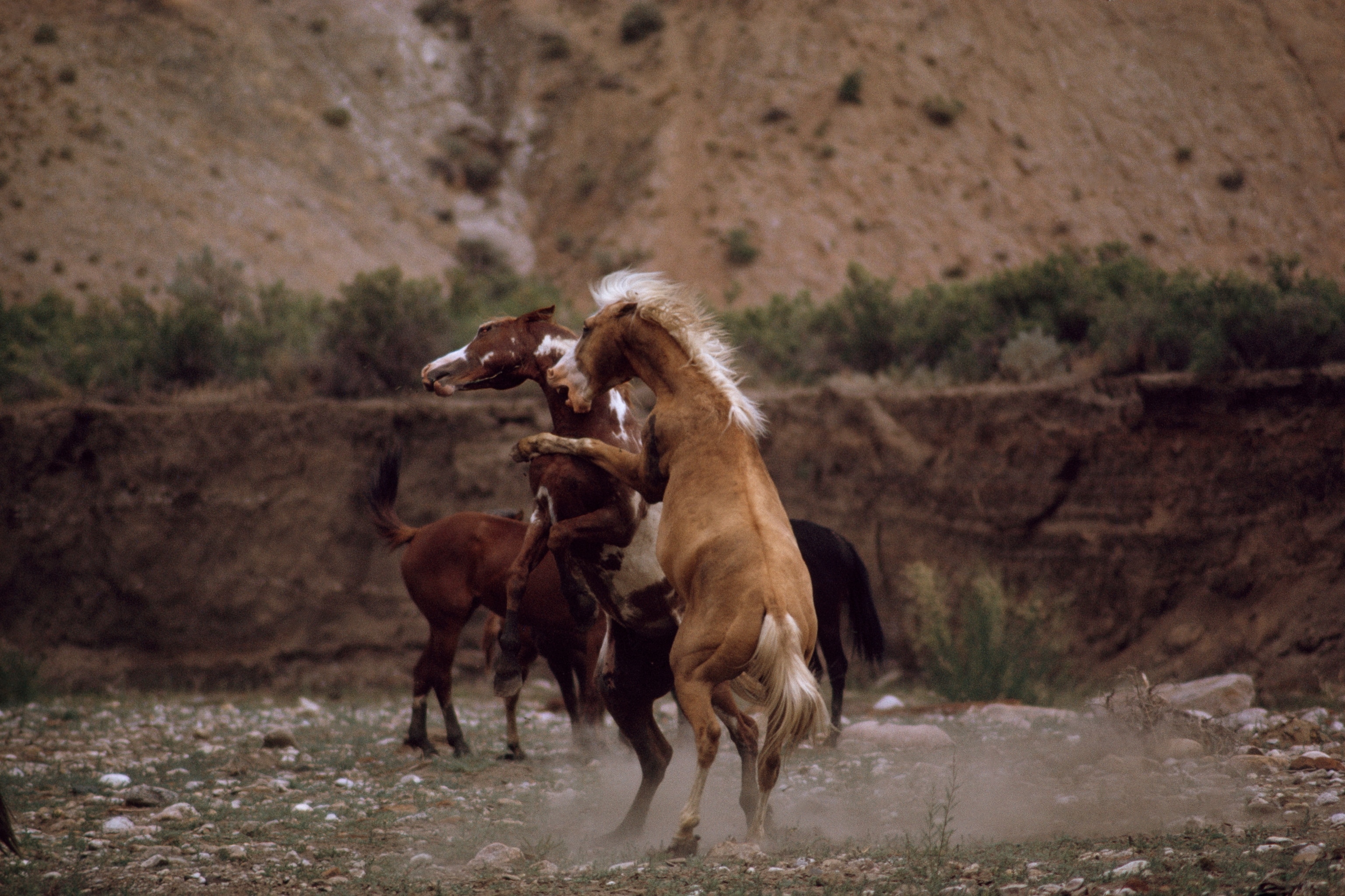 Two wild horses jump up on their hind legs as they fight each other.