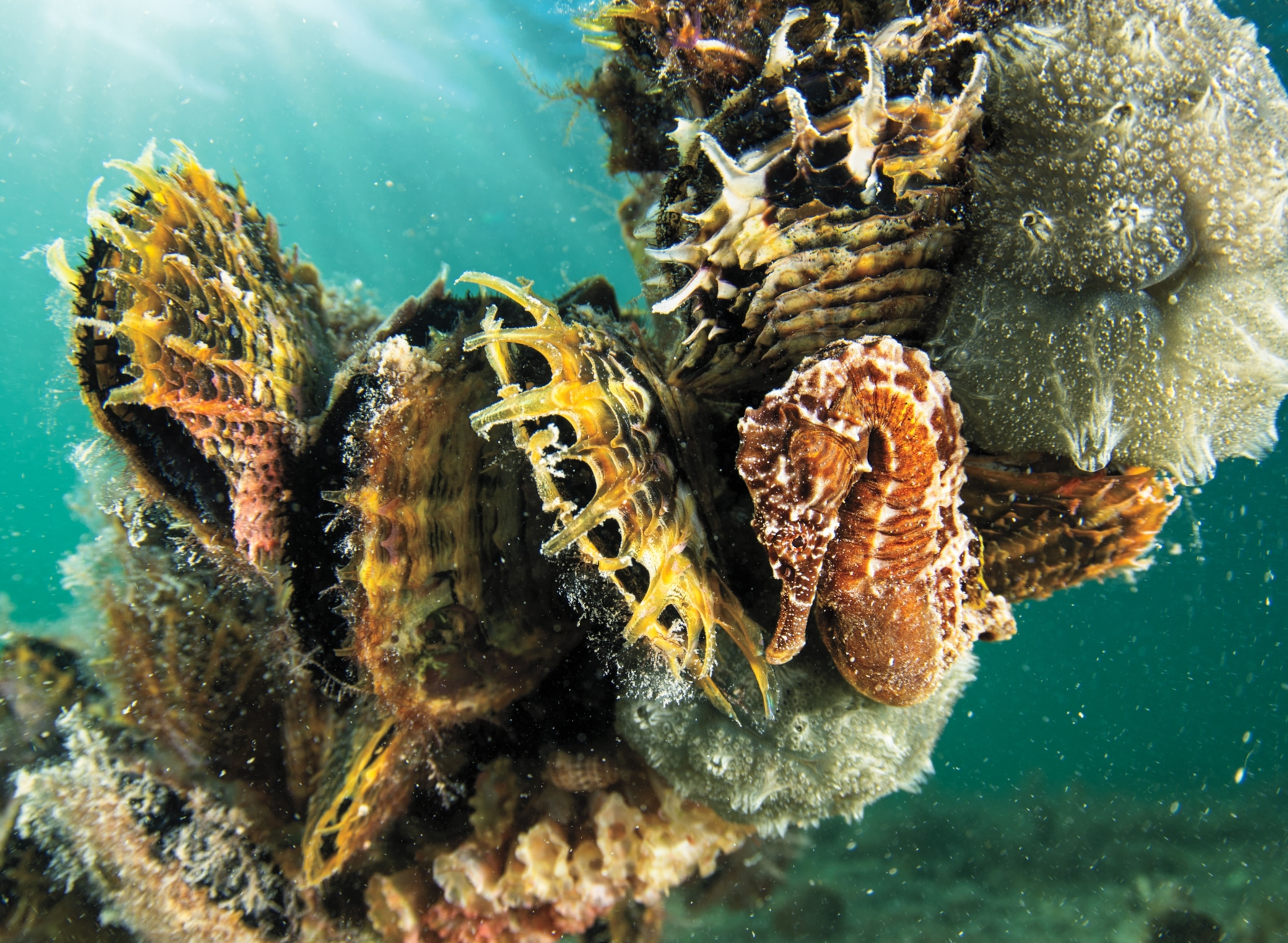 Seahorse hardly noticeable among shellfish.