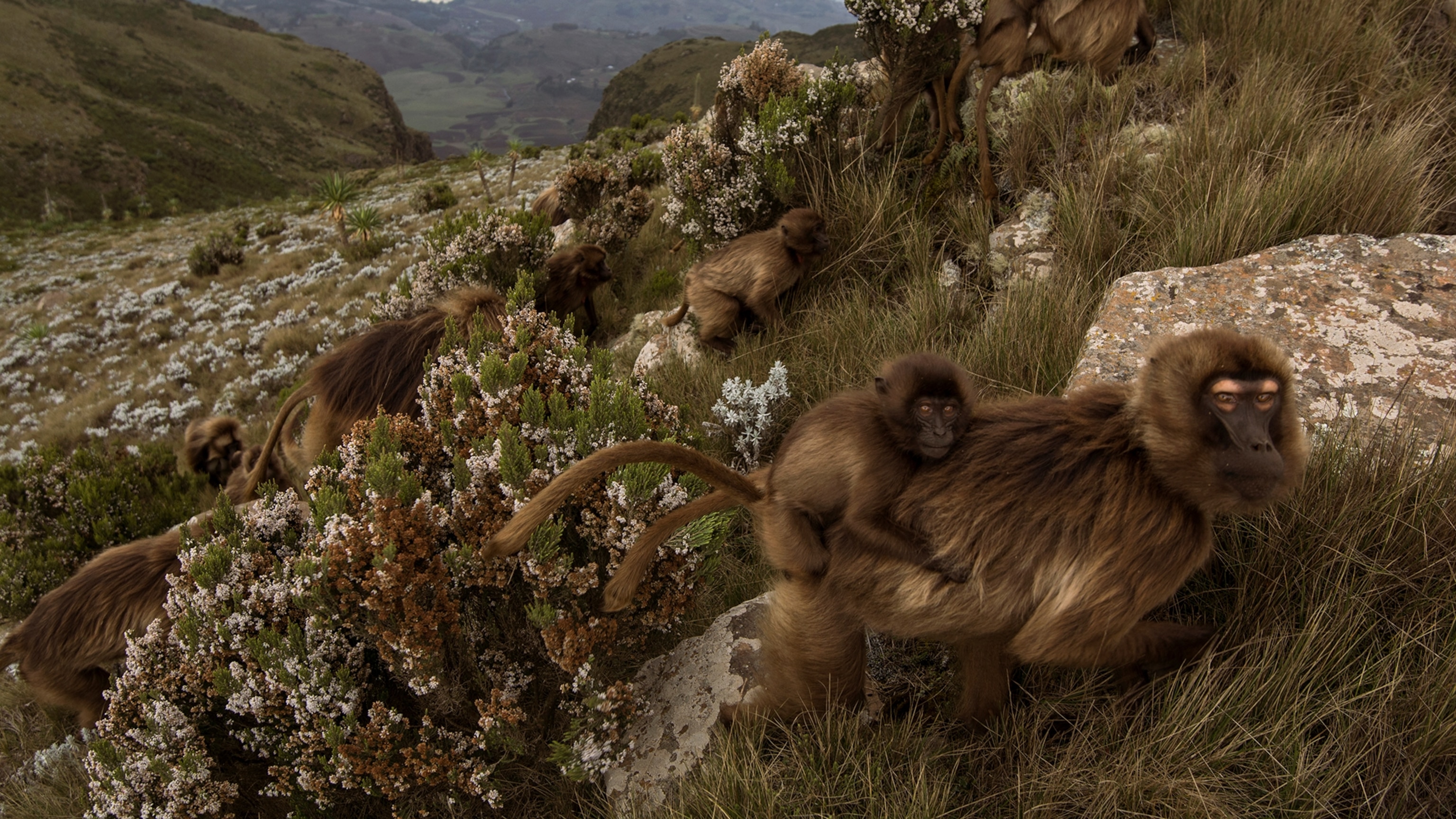 Tough-looking gelada monkeys eke out a living at 11,000 feet in