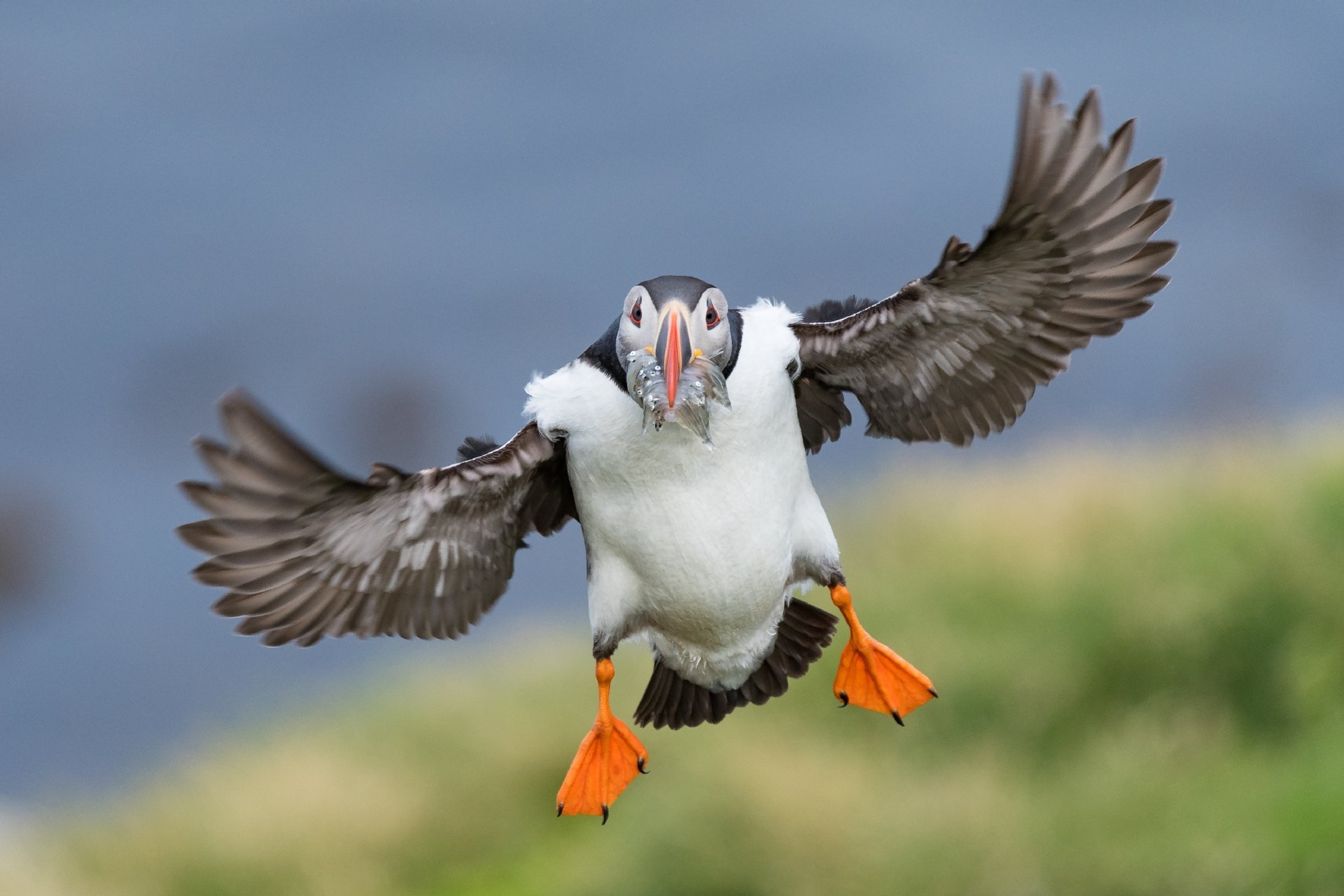 an atlantic puffin with a mouthful of fish