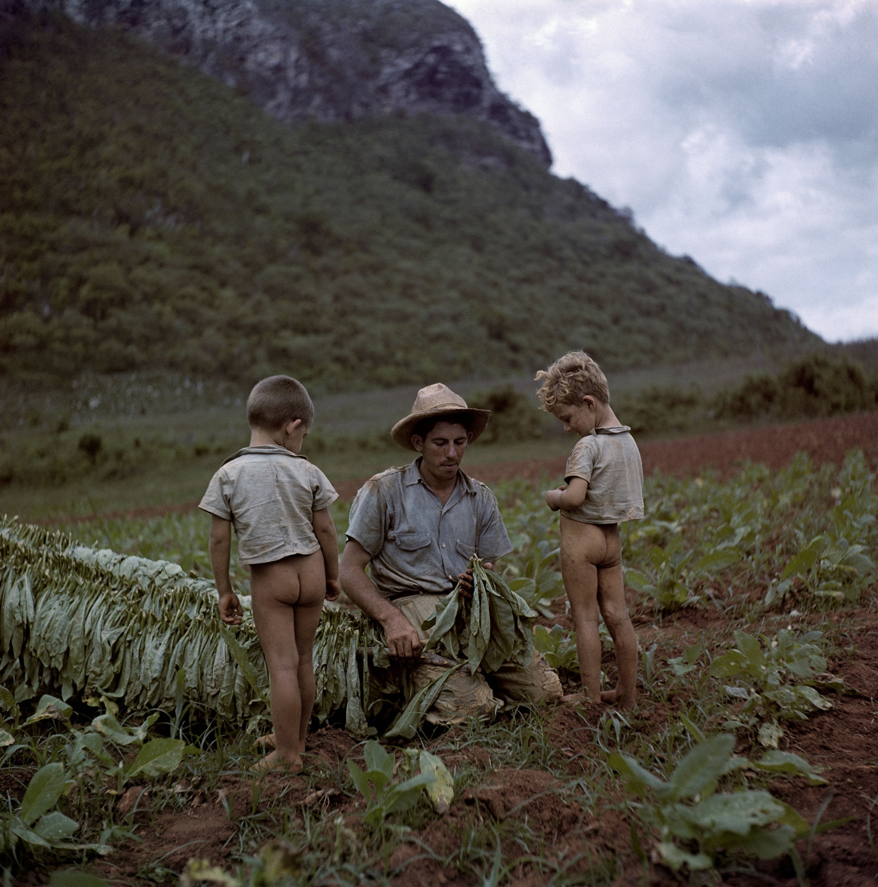 boys watching their father harvest tobacco