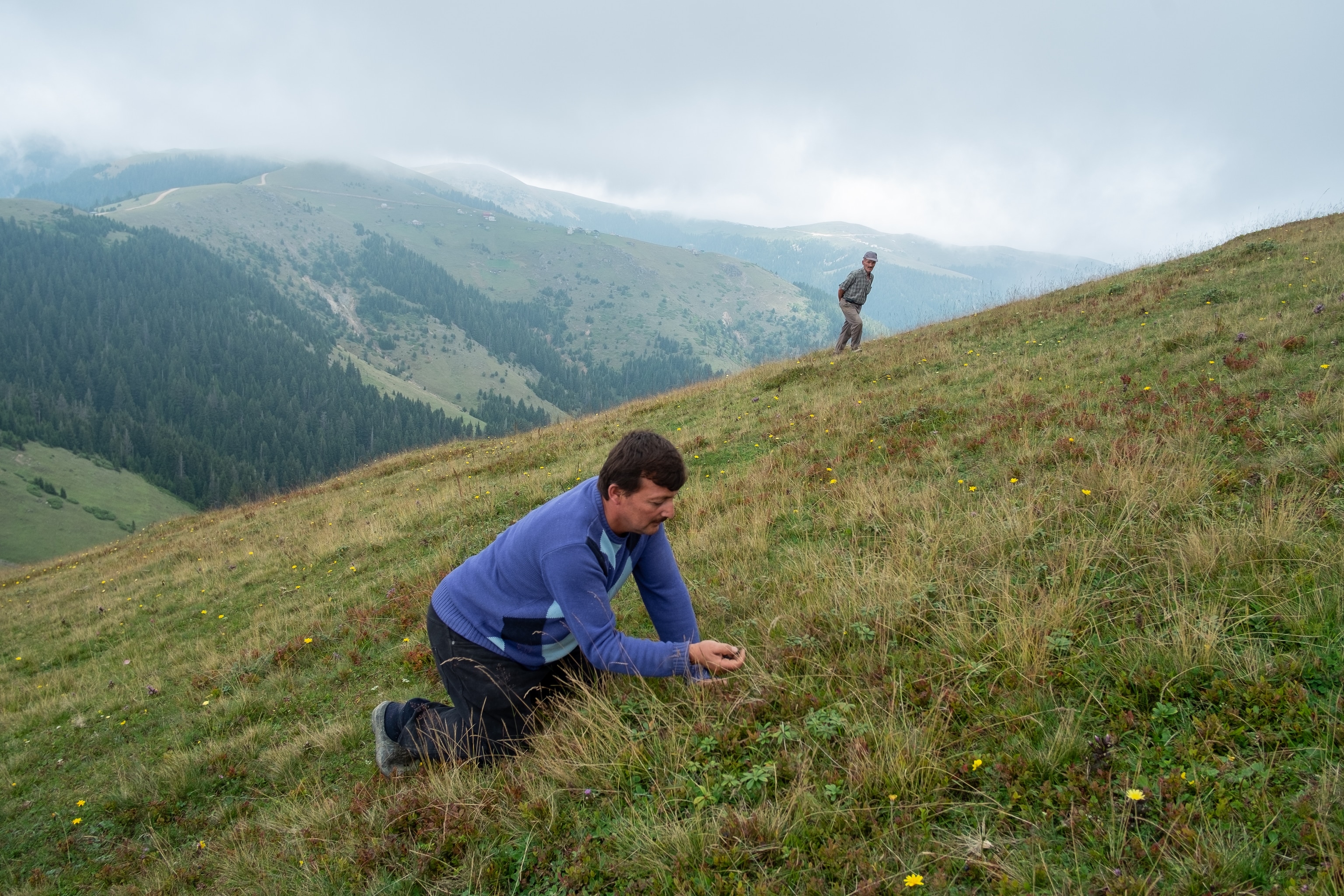 Yilmaz Civelek picking berries on a hill near his home in the small village of Alaca Yaylası, in Turkey's northern Pontic mountains, and a common place for whistling as a method of communication.