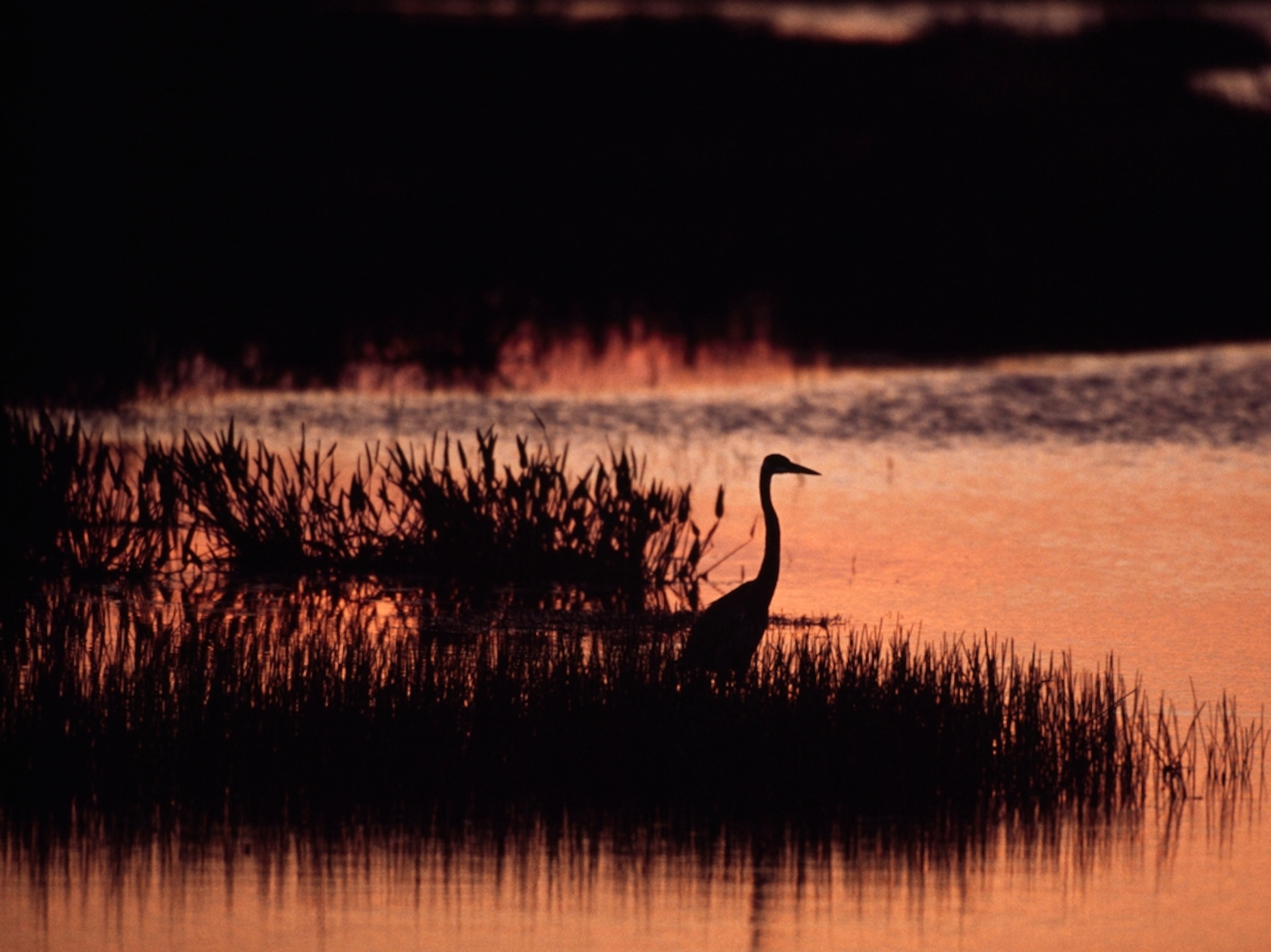 a bird at sunset in Loxahatchee National Wildlife Refuge, Florida