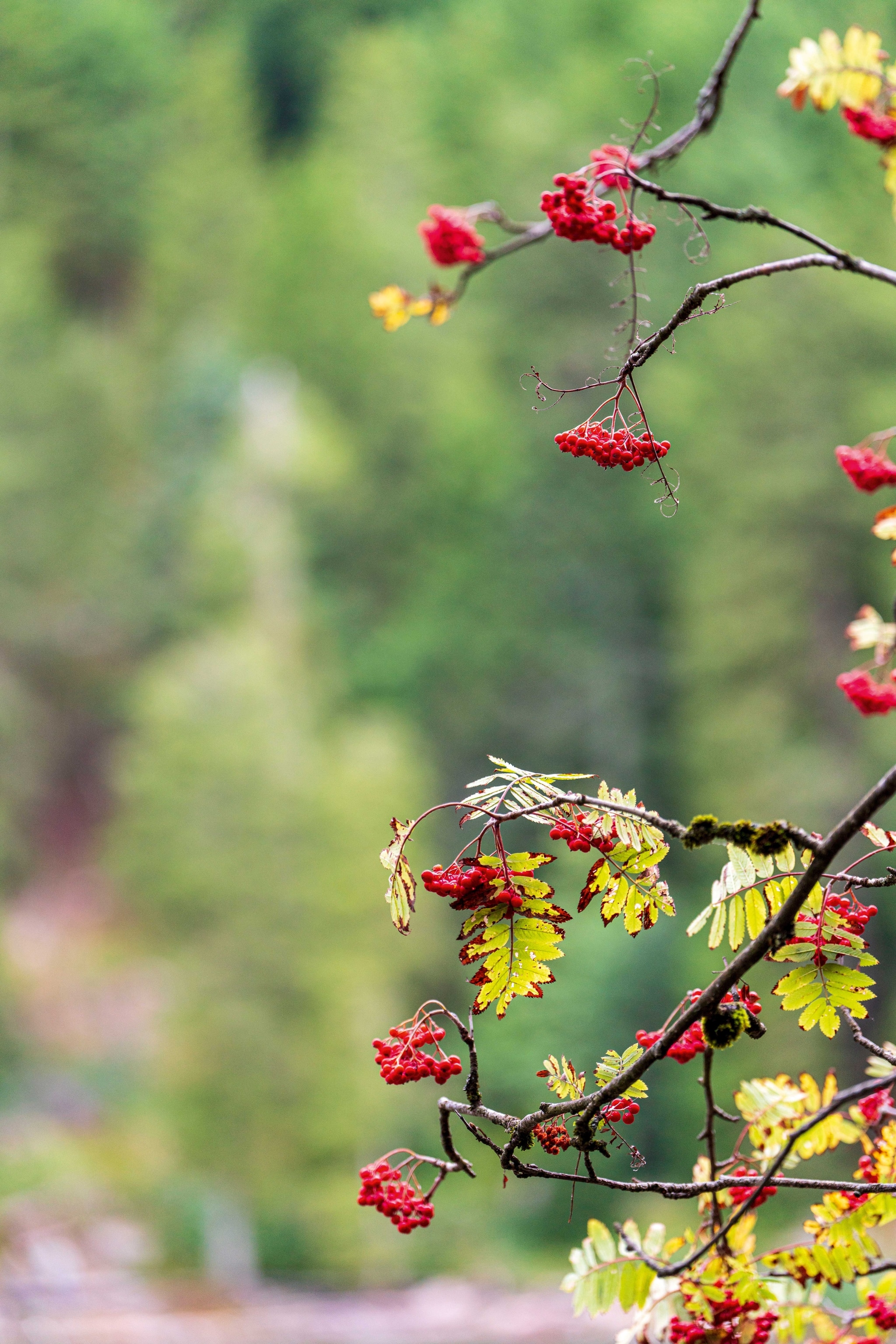Red berries on a tree against a blurred green backdrop.