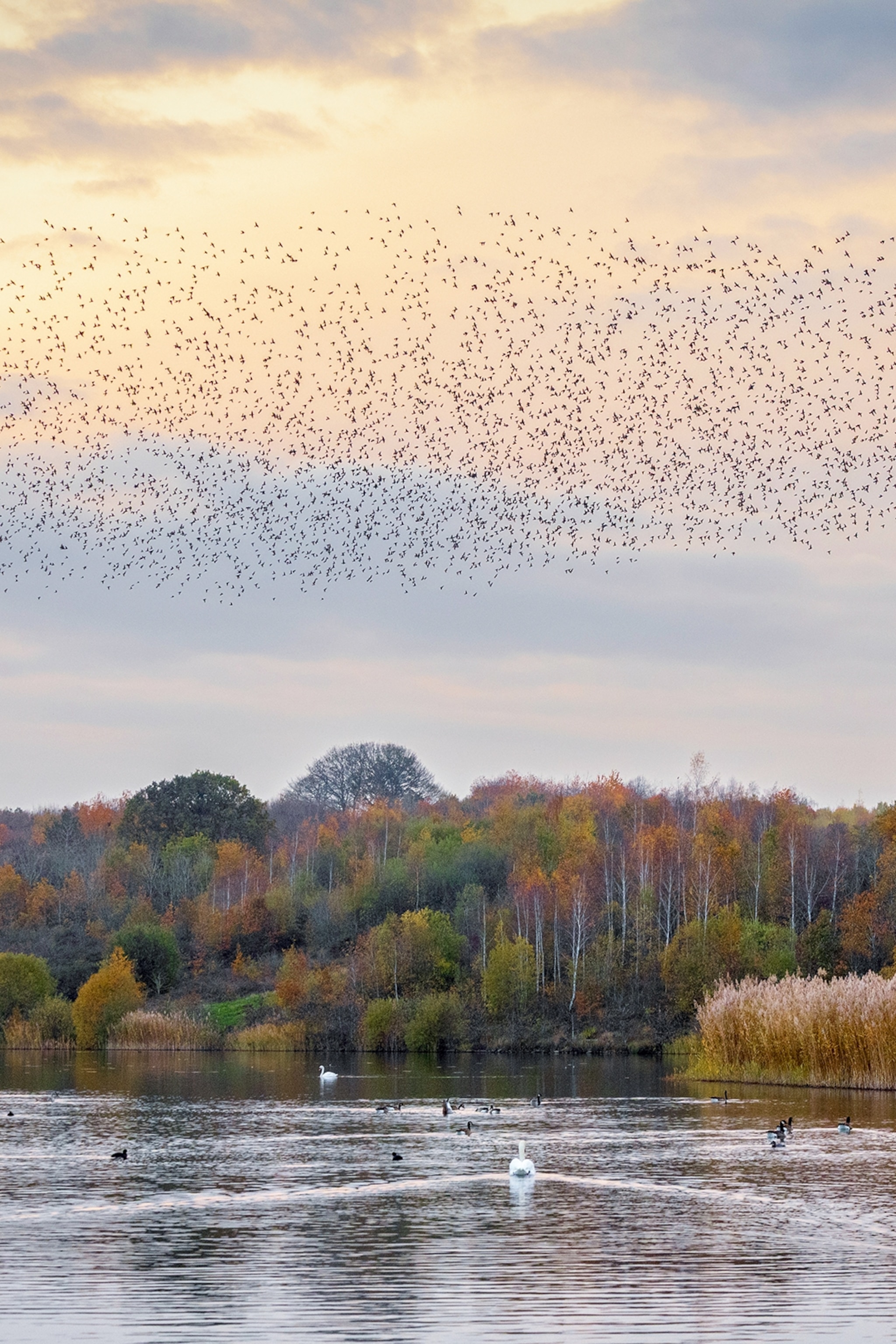 A starling murmuration over a lake with swans at sunset.
