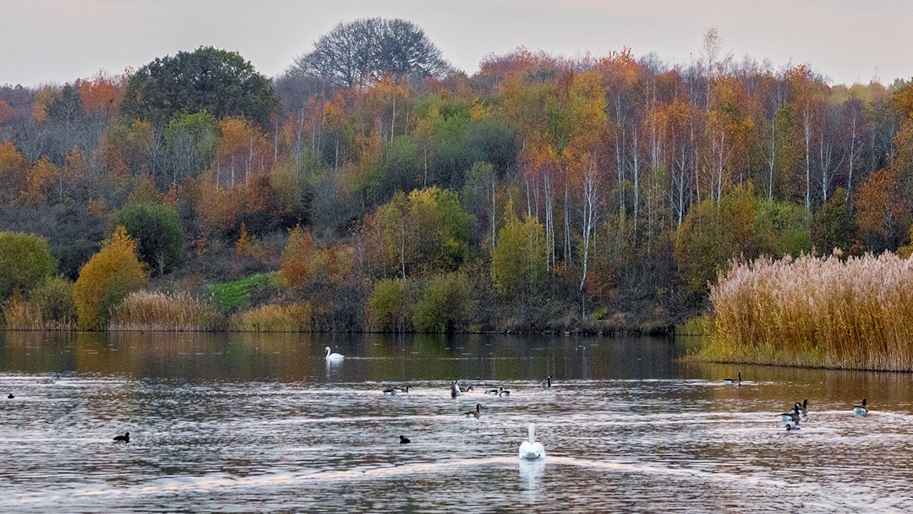 Visit England's Ambitious Woodland Restoration Project