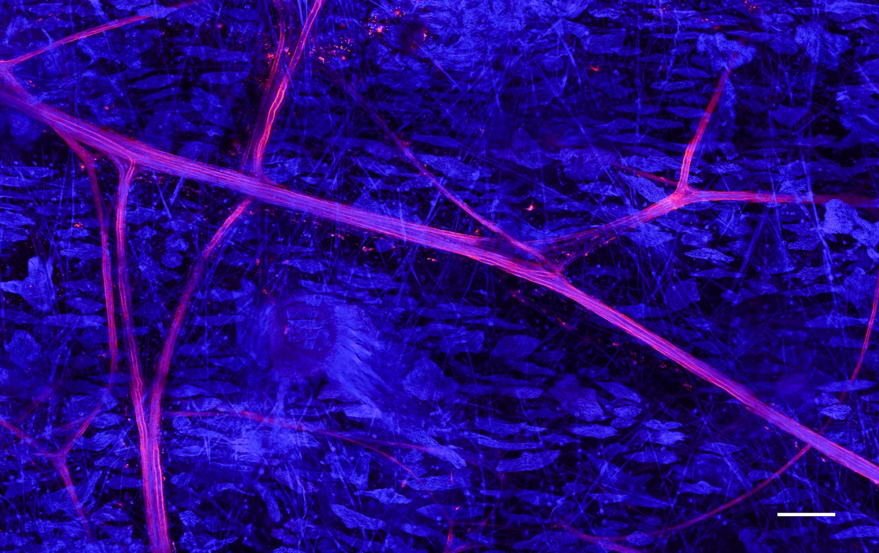 Squid nerves picture