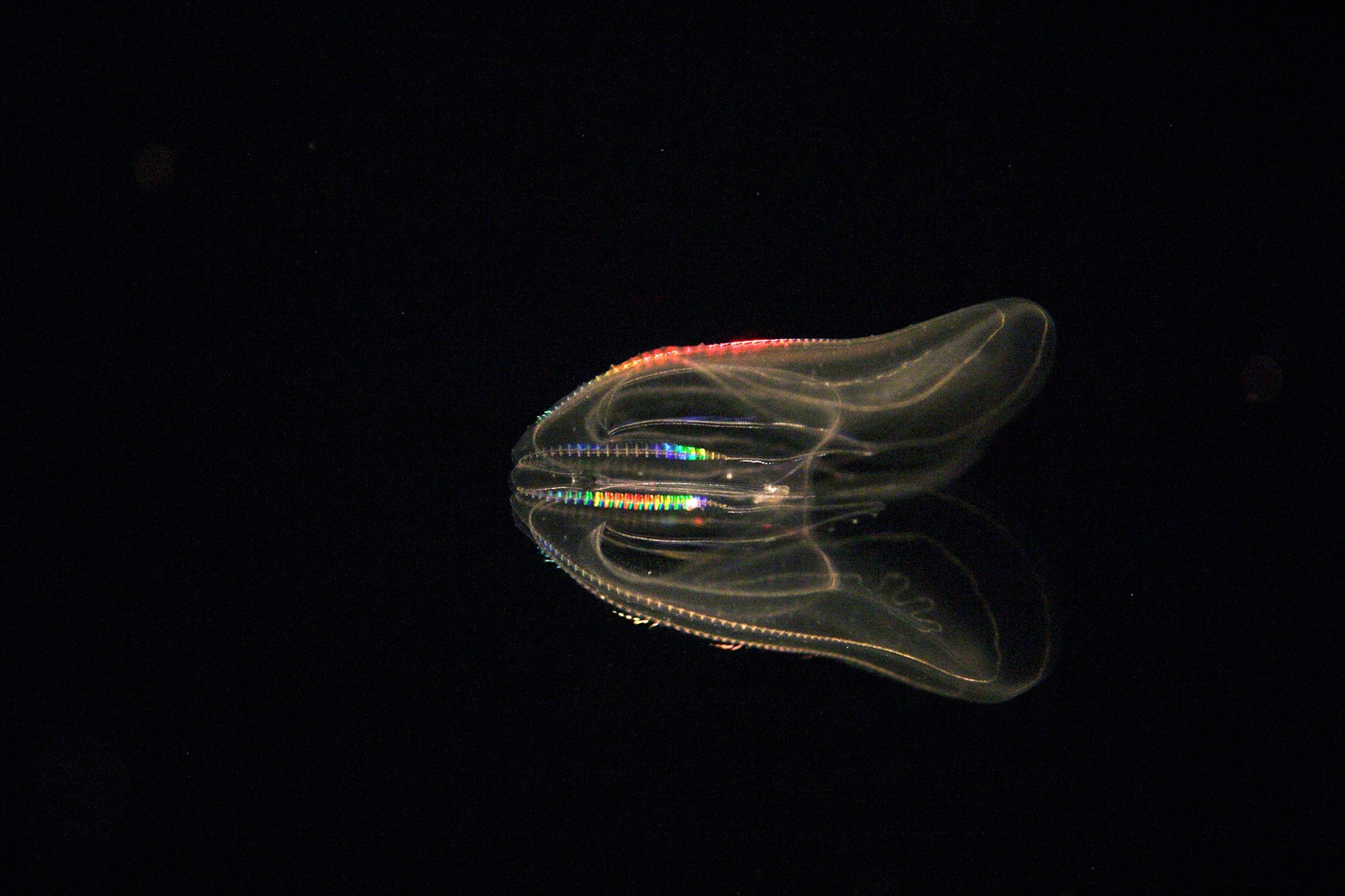 a comb jelly