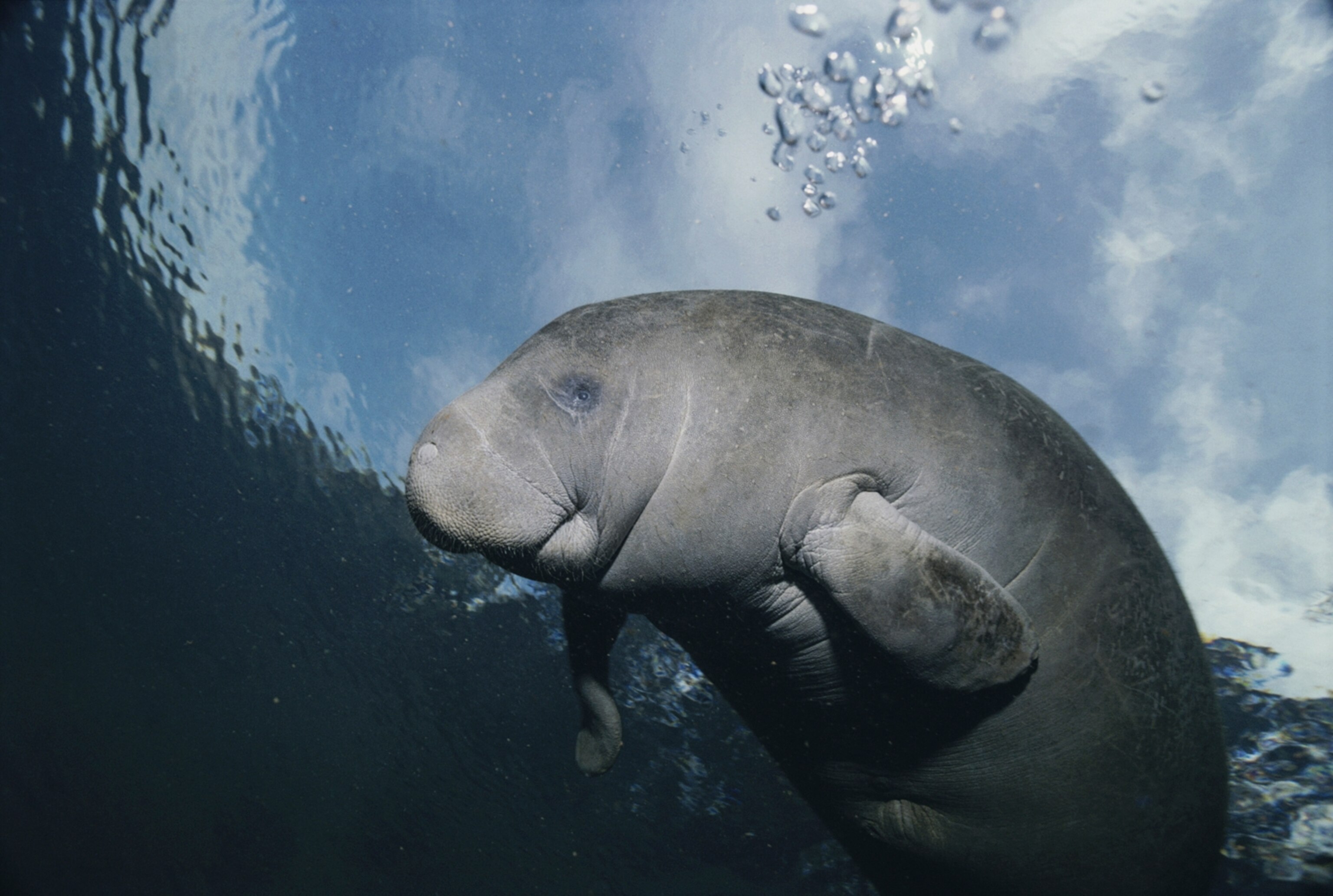a manatee swimming in Florida