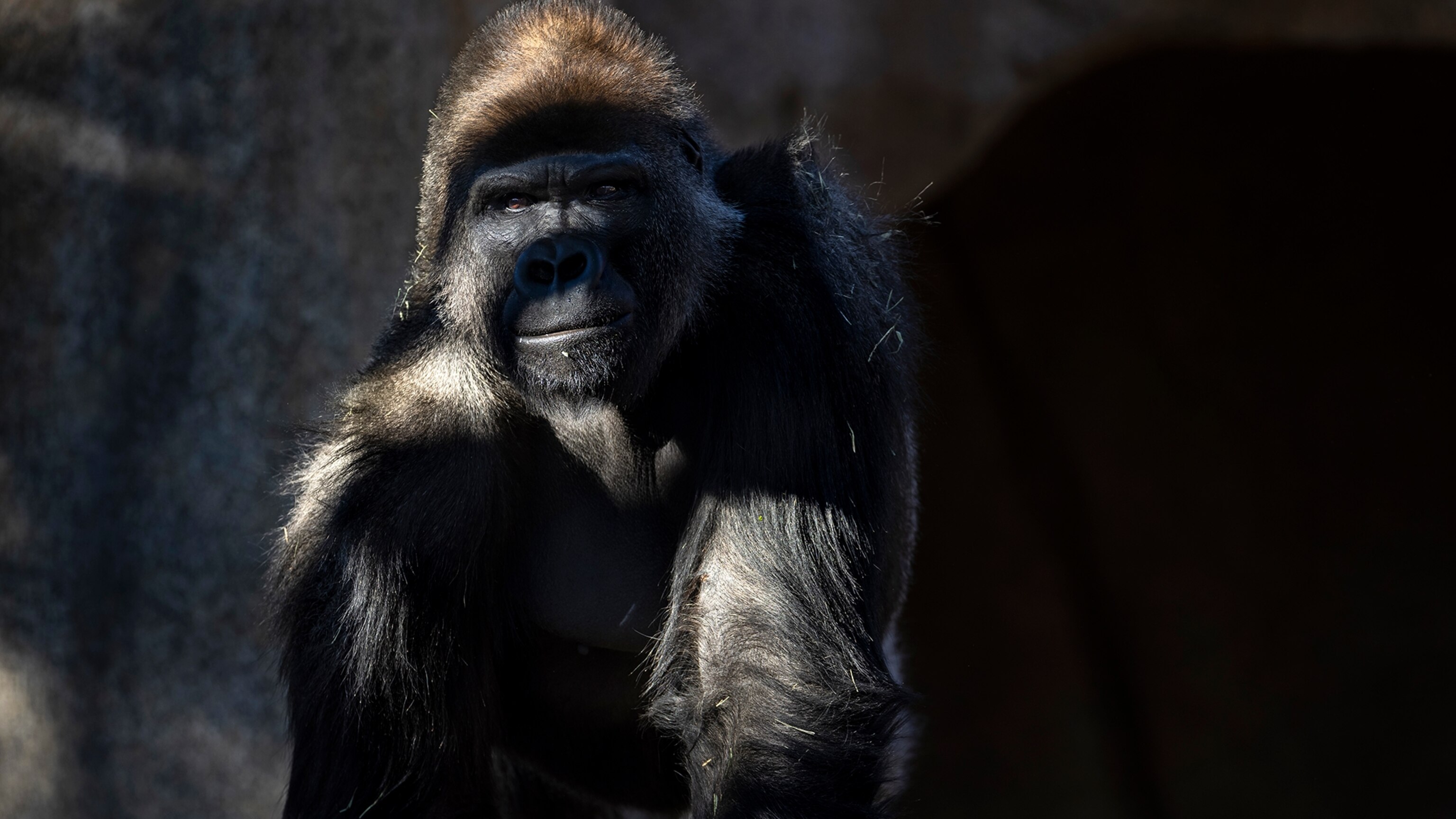 MM9509-animal-vaccines-