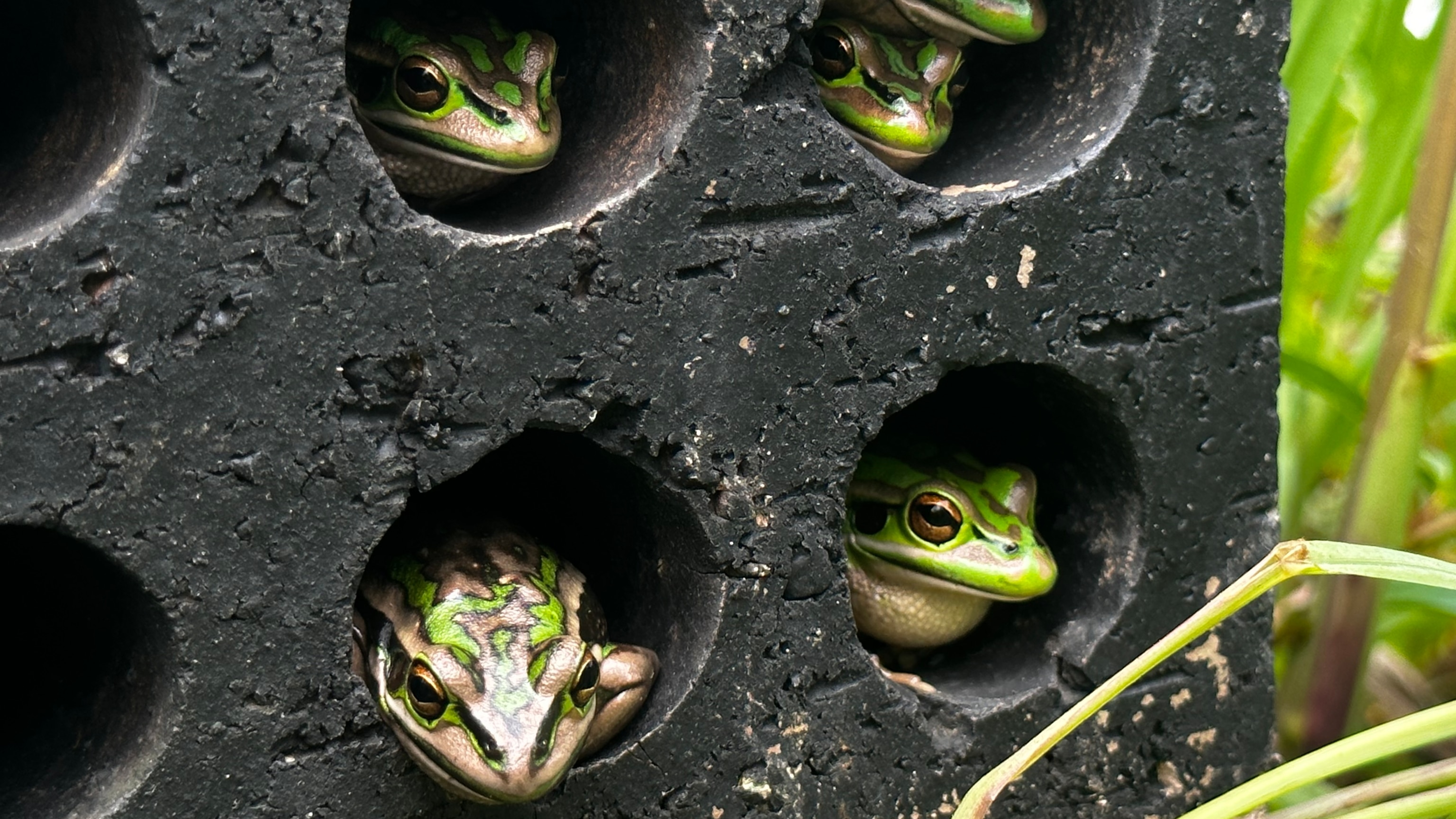 Amid amphibian apocalypse, ‘frog saunas’ offer promising solution