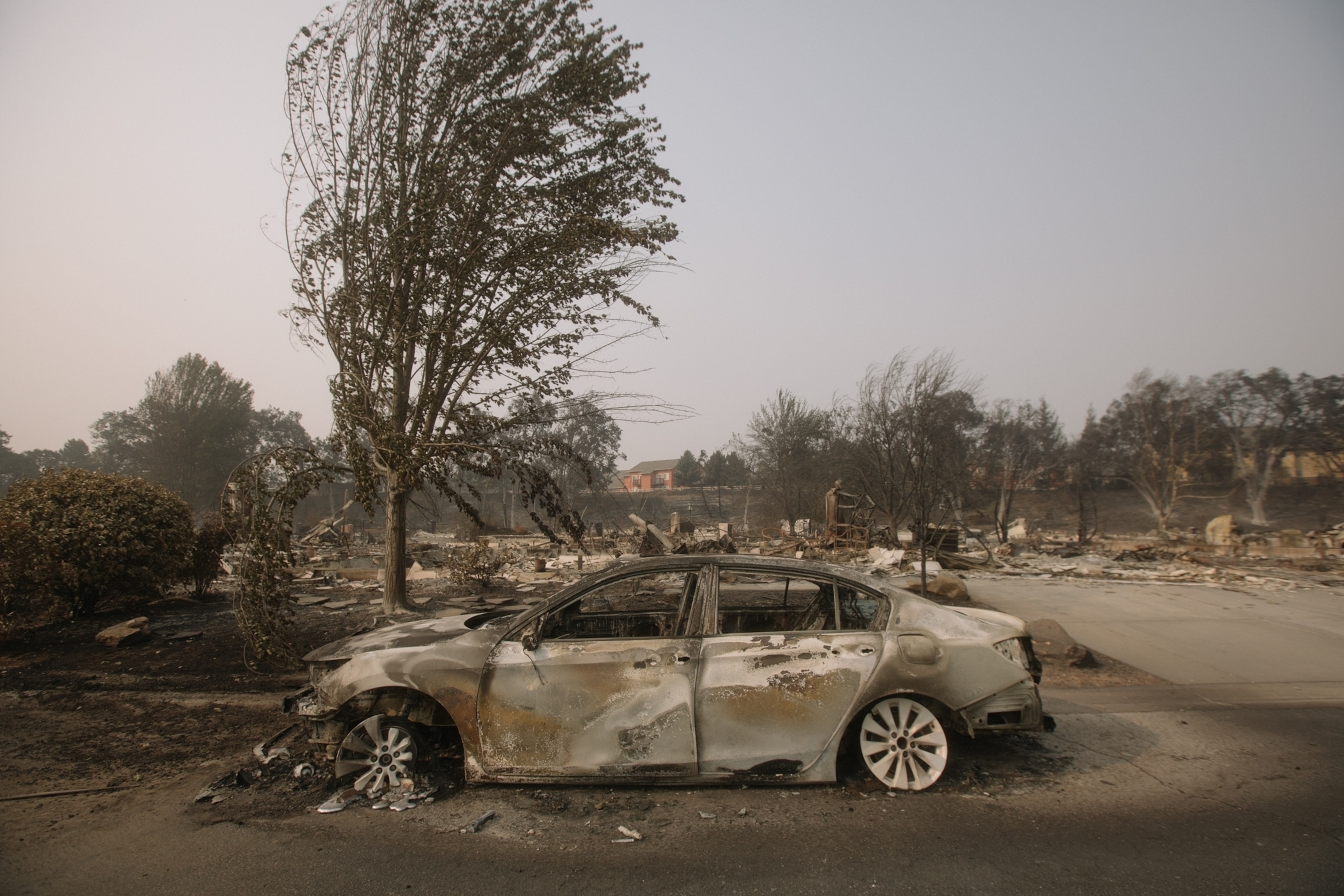 a burned car and tree