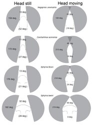 How Do Hammerheads See Unveiling Their Unique Vision How Do Hammerheads See Unveiling Their Unique Vision