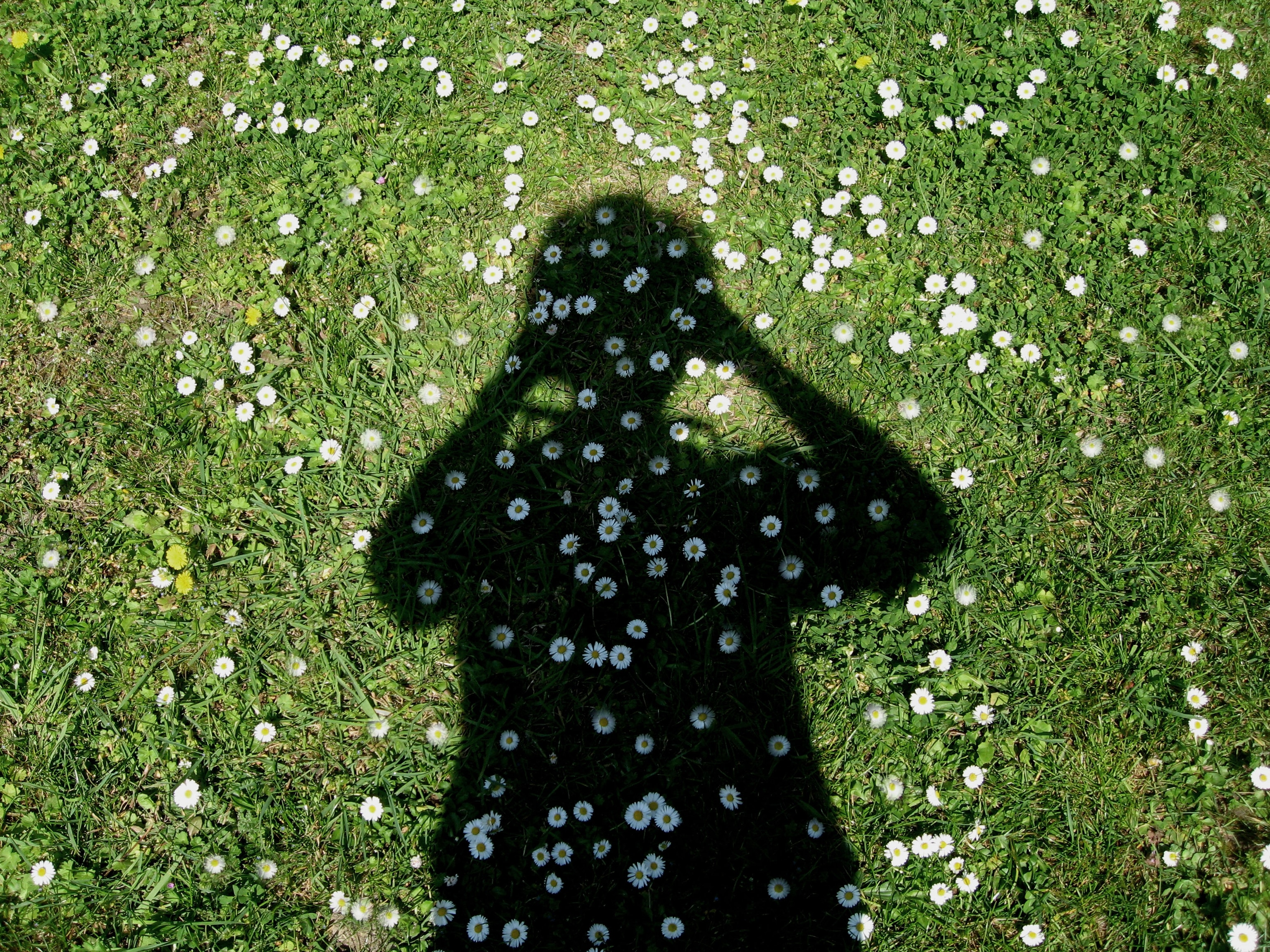 Shadow of a man on grass with flowers.