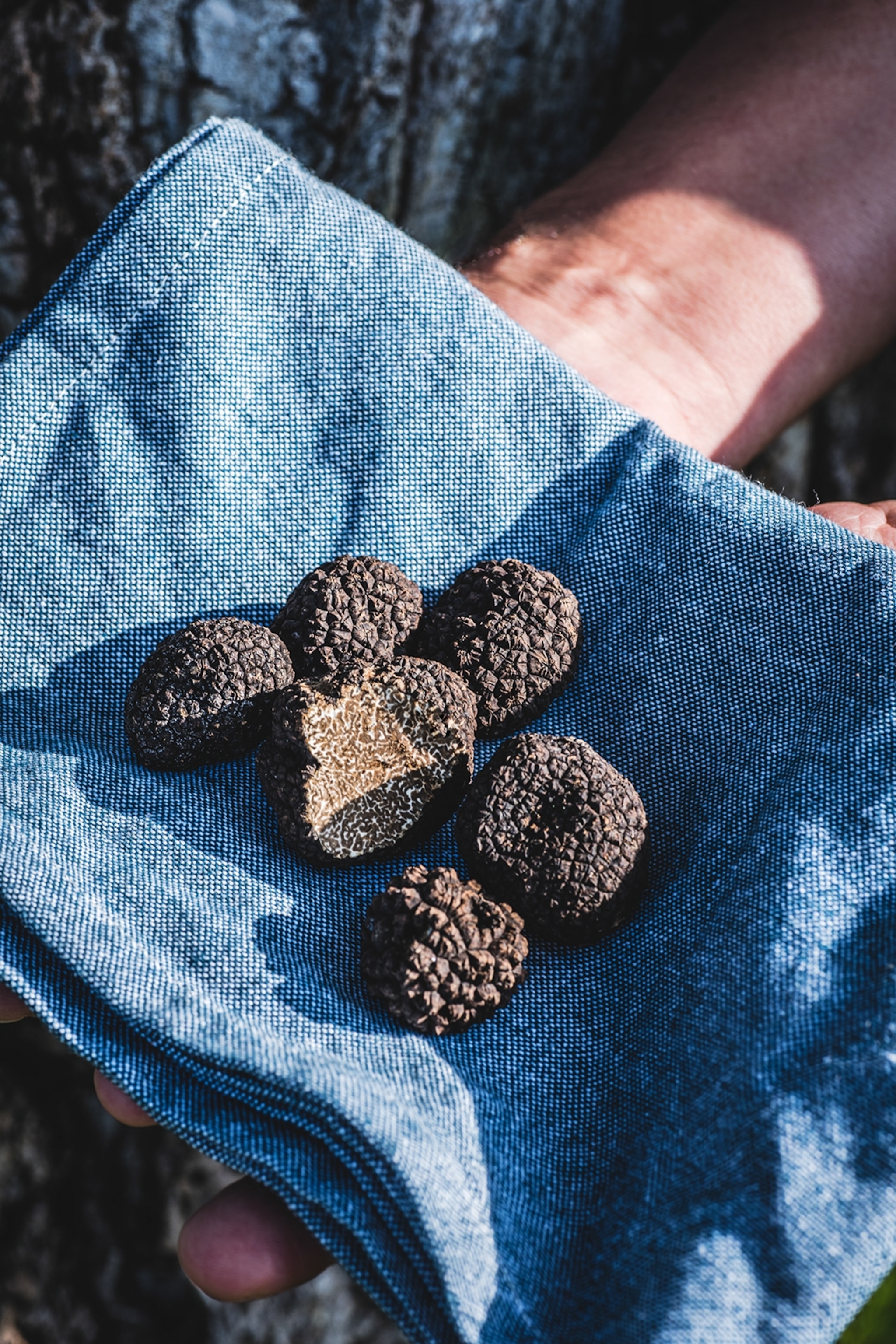 A handful of truffles presented on a simple cloth in the sunshine.