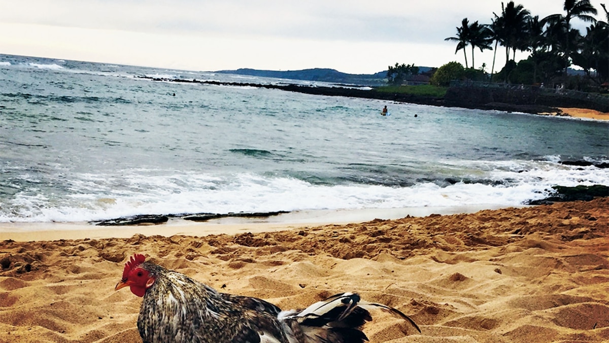 The Surprising Origins of Hawaii's Feral Chickens