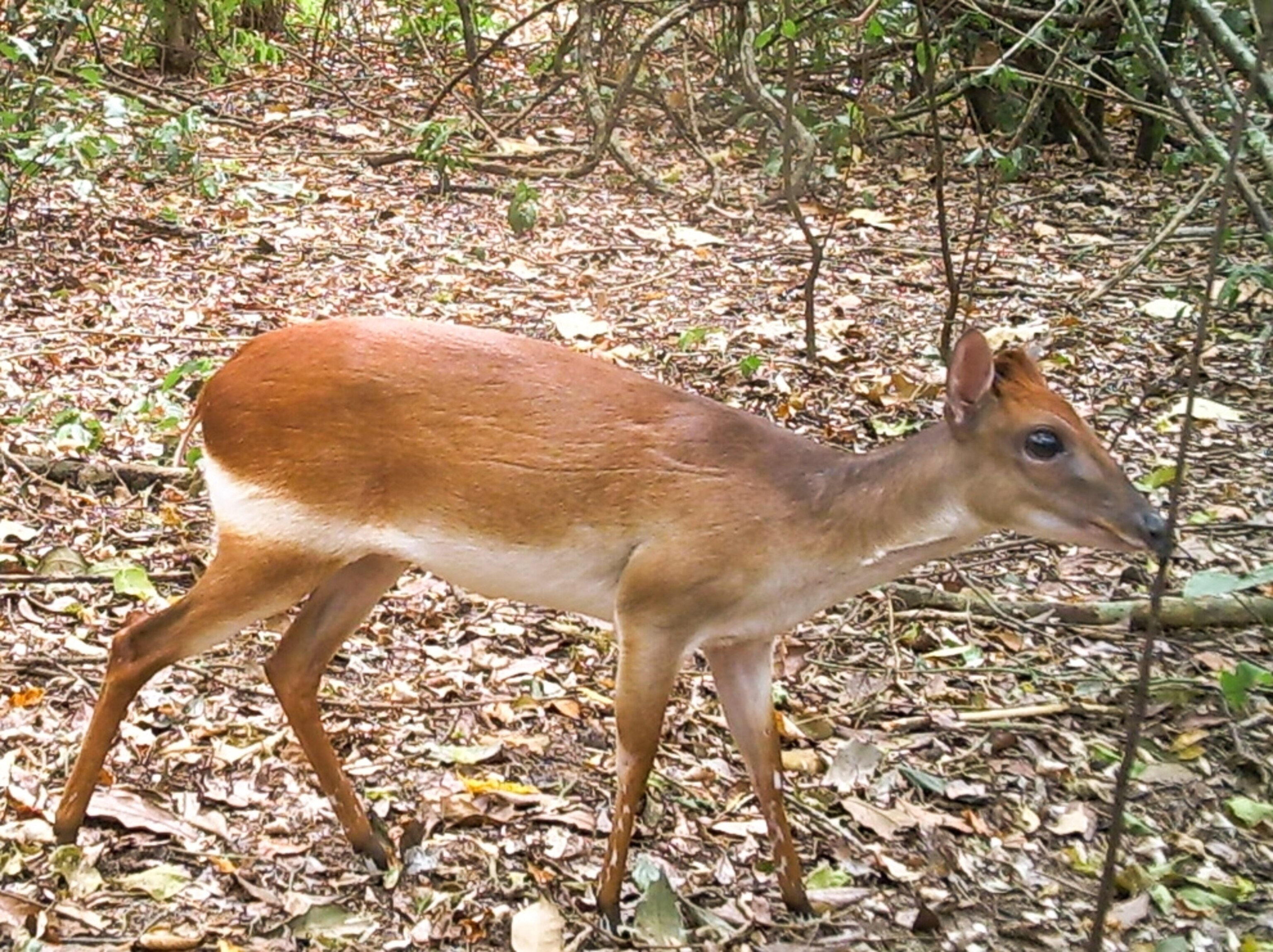 a rare antelope caught in a camera trap in Kenya