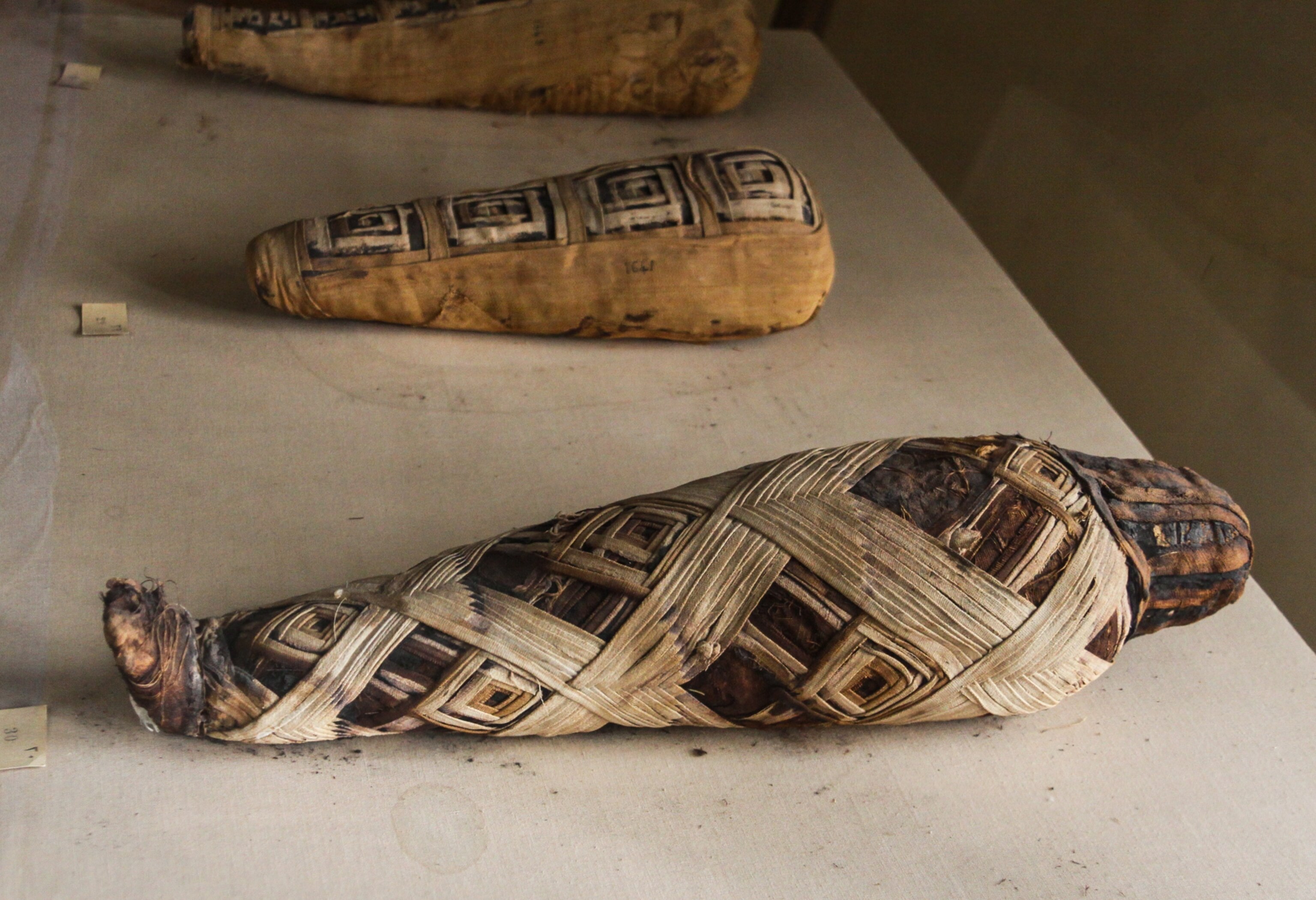 Mallawi Museum - Picture of bird mummies in Mallawi Museum in Egypt