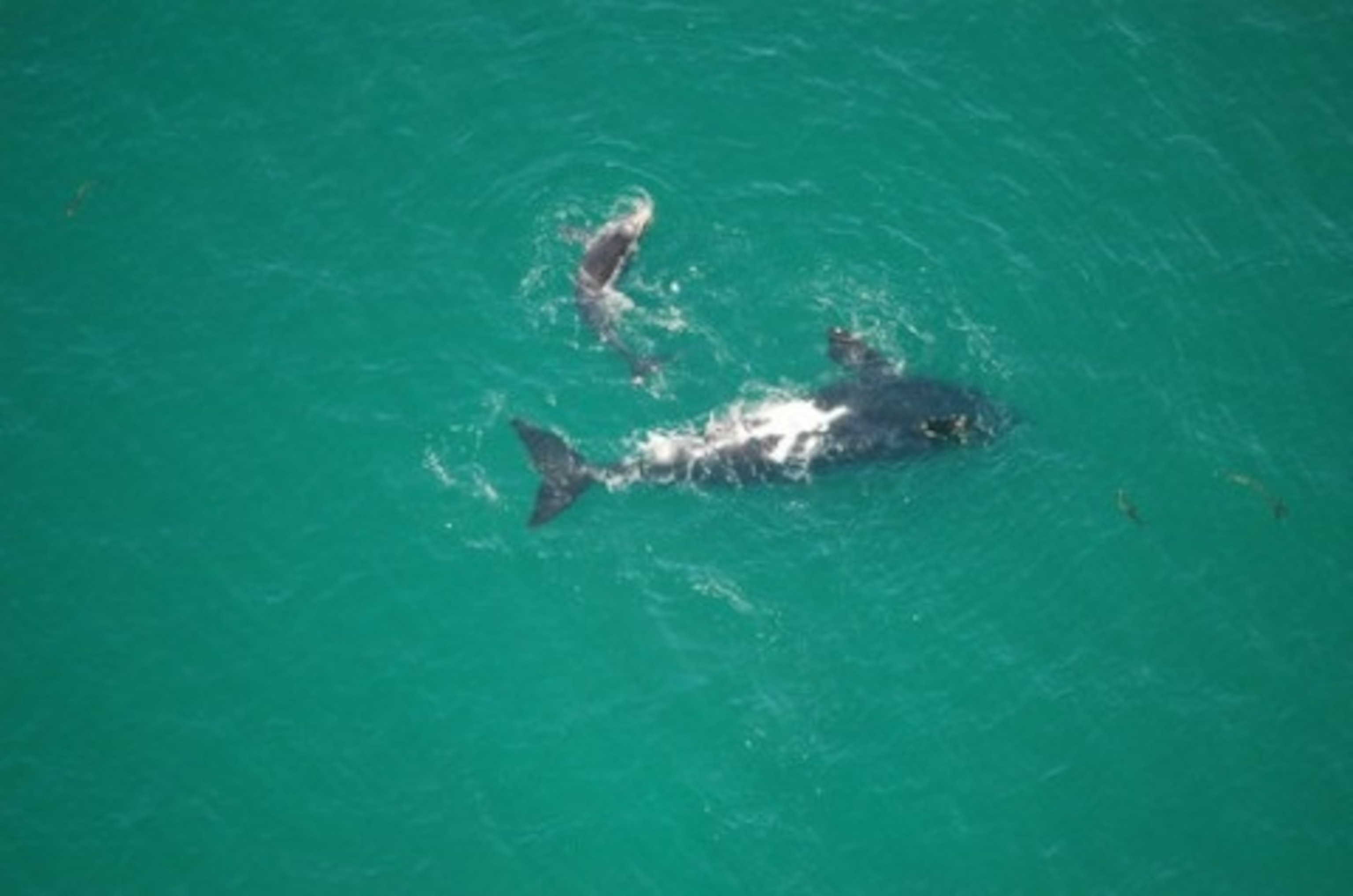 Hermanus Whales.JPG