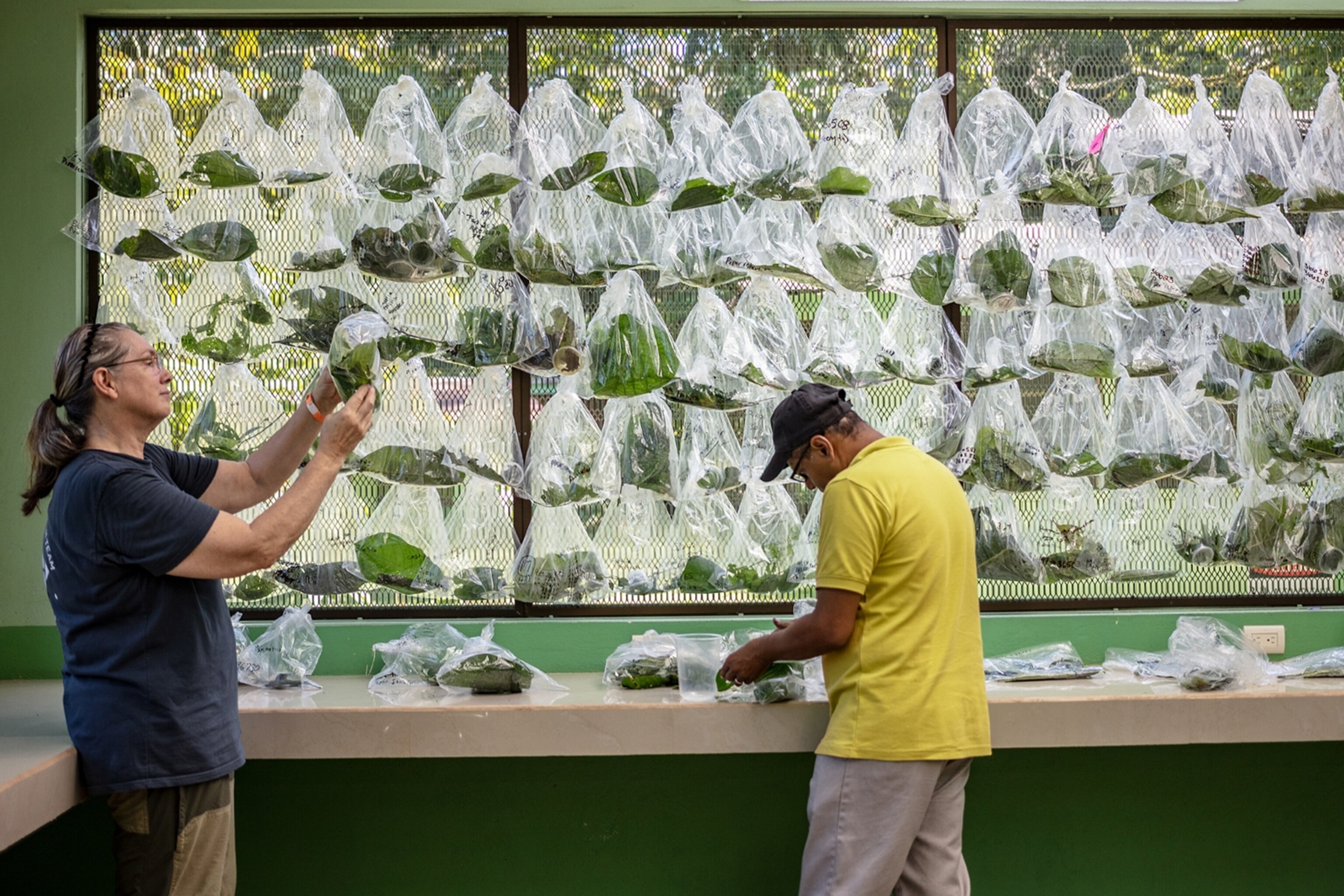 Where have all the insects gone?