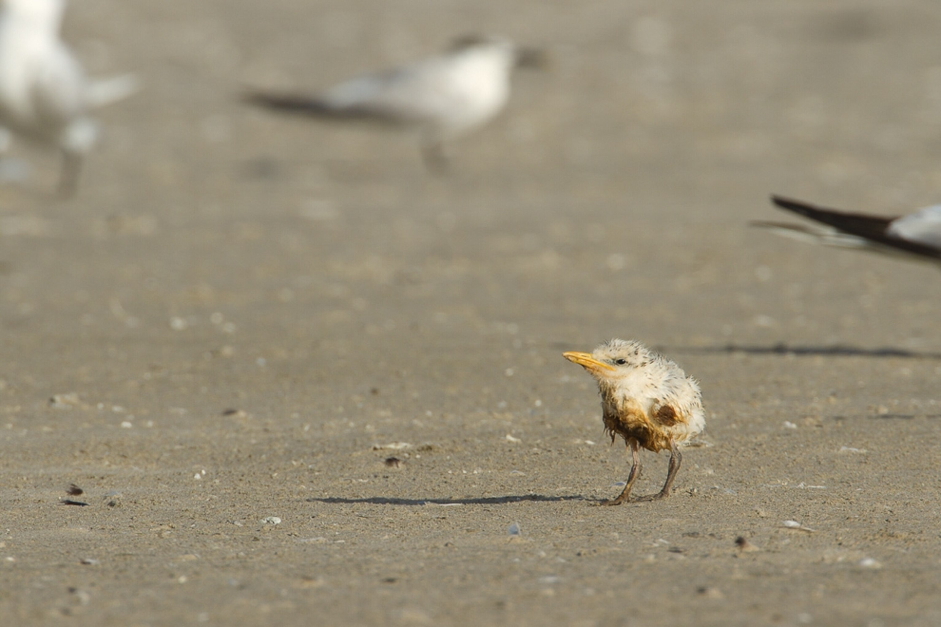 Picture of an oiled royal tern chick on a beach.