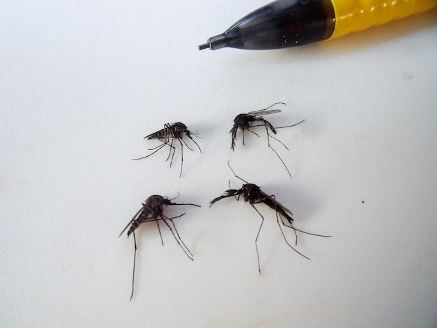 As temperatures warm in the Arctic, mosquitoes emerge earlier, grow faster, and survive as winged pests even longer, according to new research. Photograph by Lauren Culler