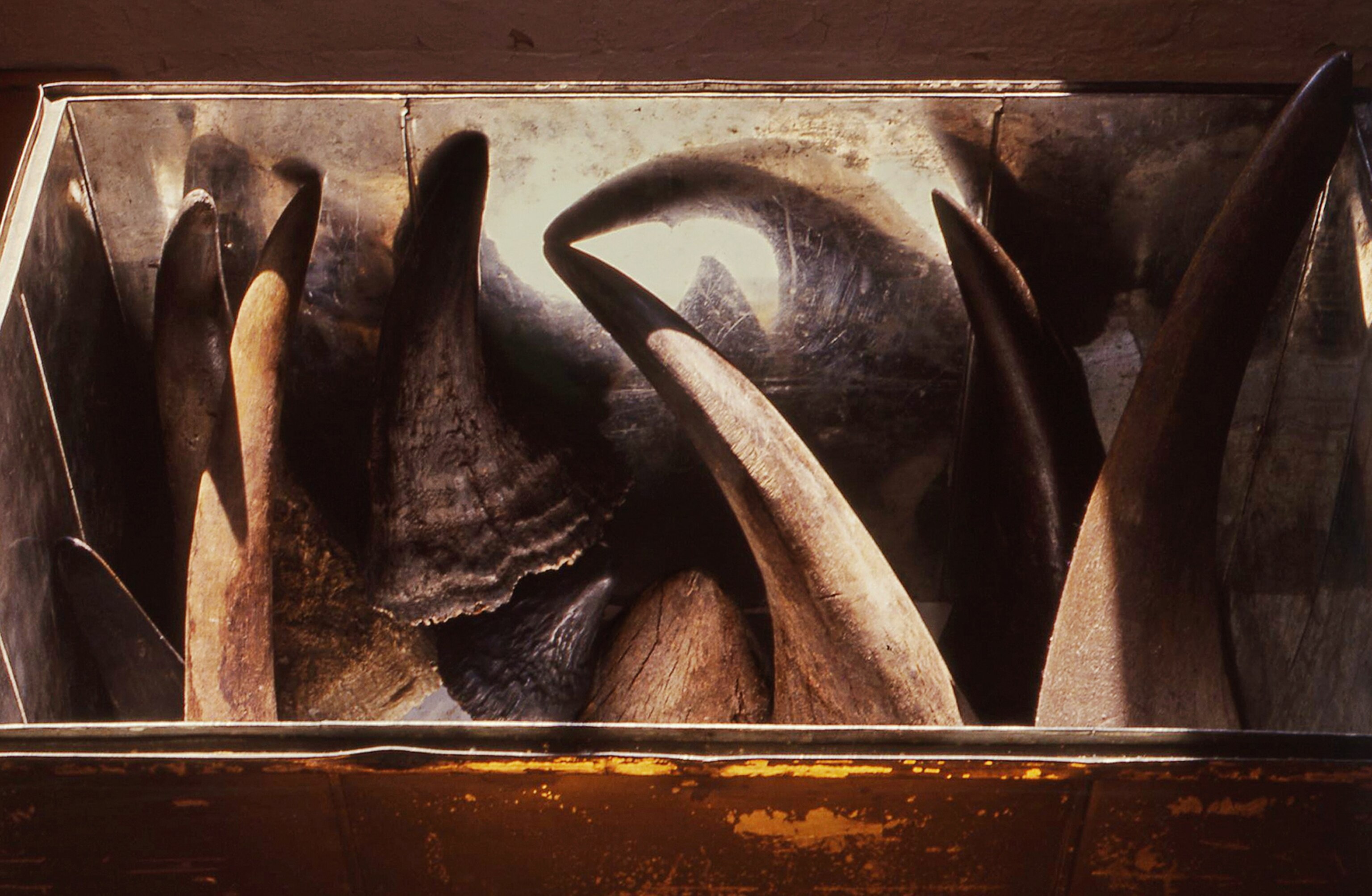 a collection of Rhino horns at the Museum of Comparative Zoology.