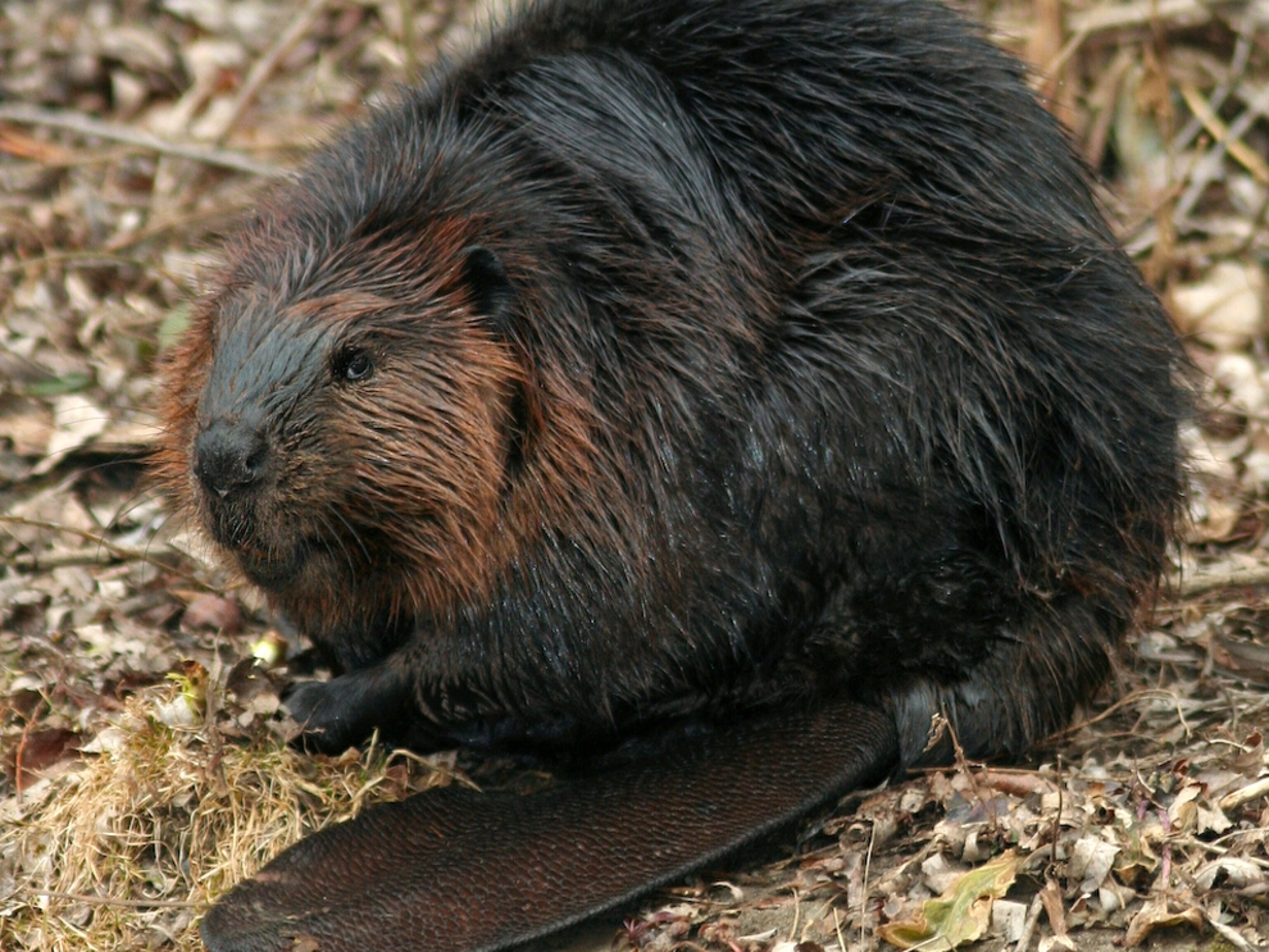Freshwater Mammal Photos -- National Geographic