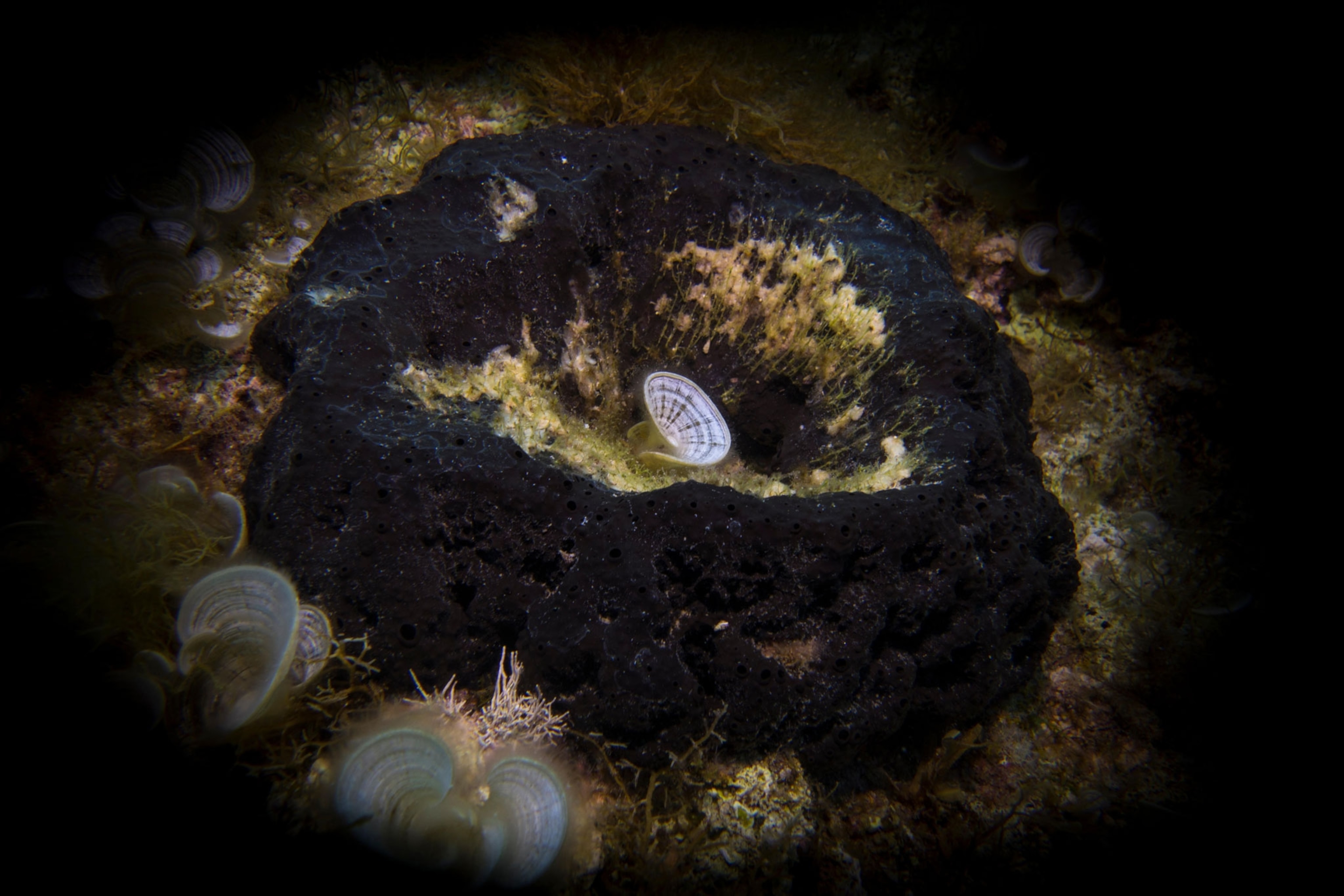 890millionyearold sponge fossil may be the earliest animal yet found