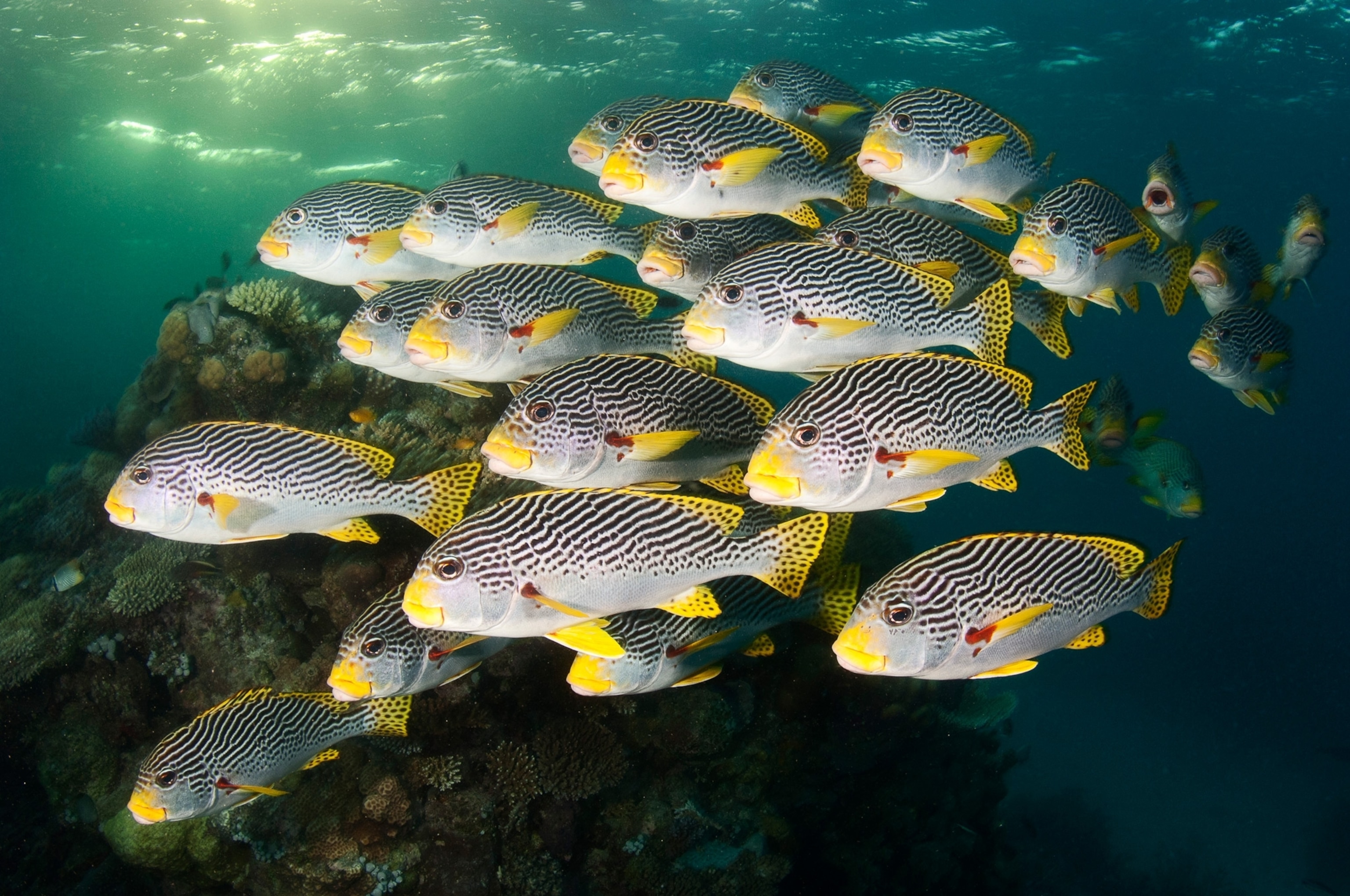 great barrier reef in australia