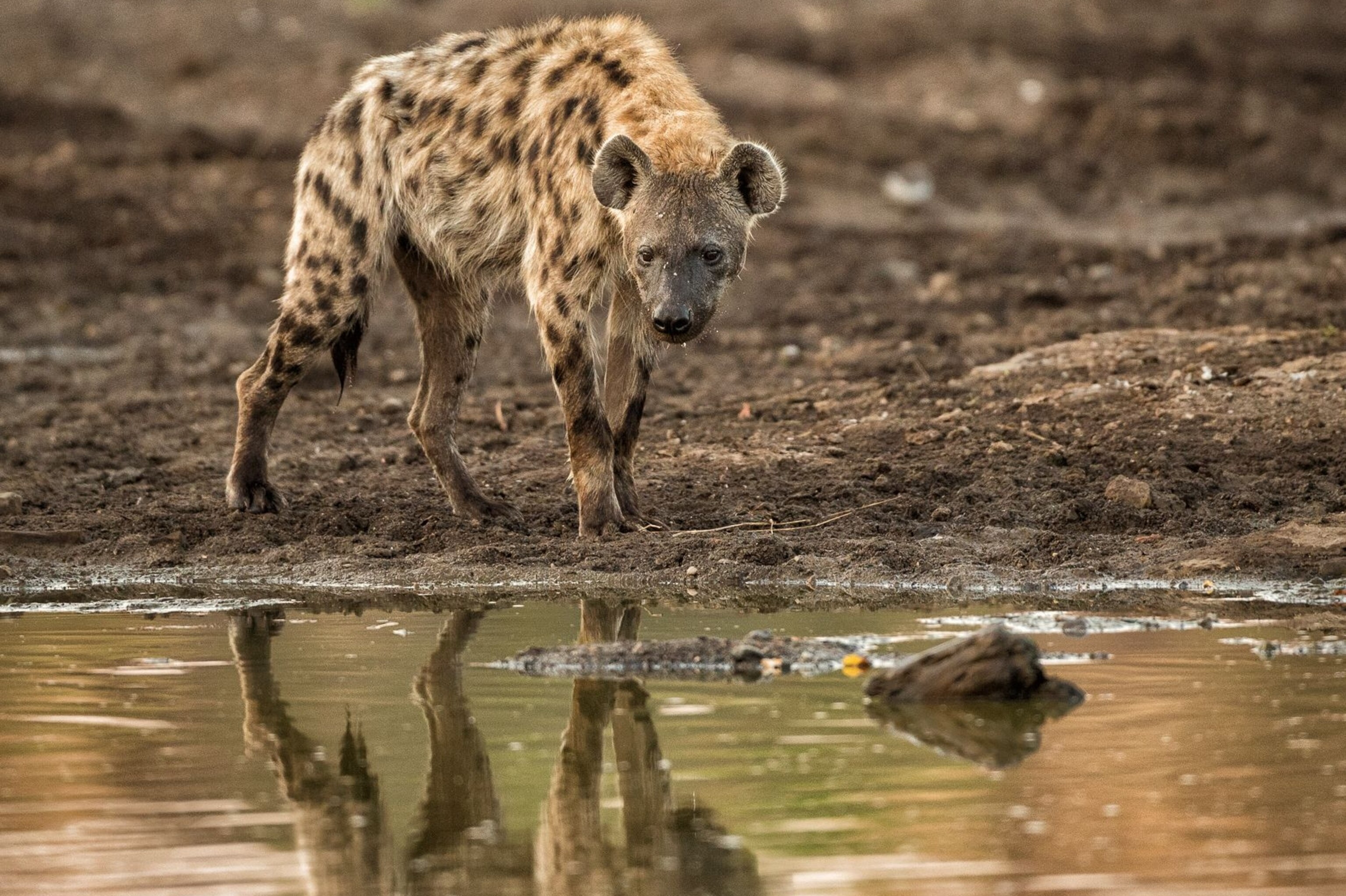 Spotted Hyena National Geographic