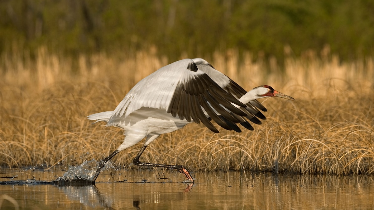 Tall birds. Американский журавлик 5. Tall birds. Журавль антигона. Птица кран.